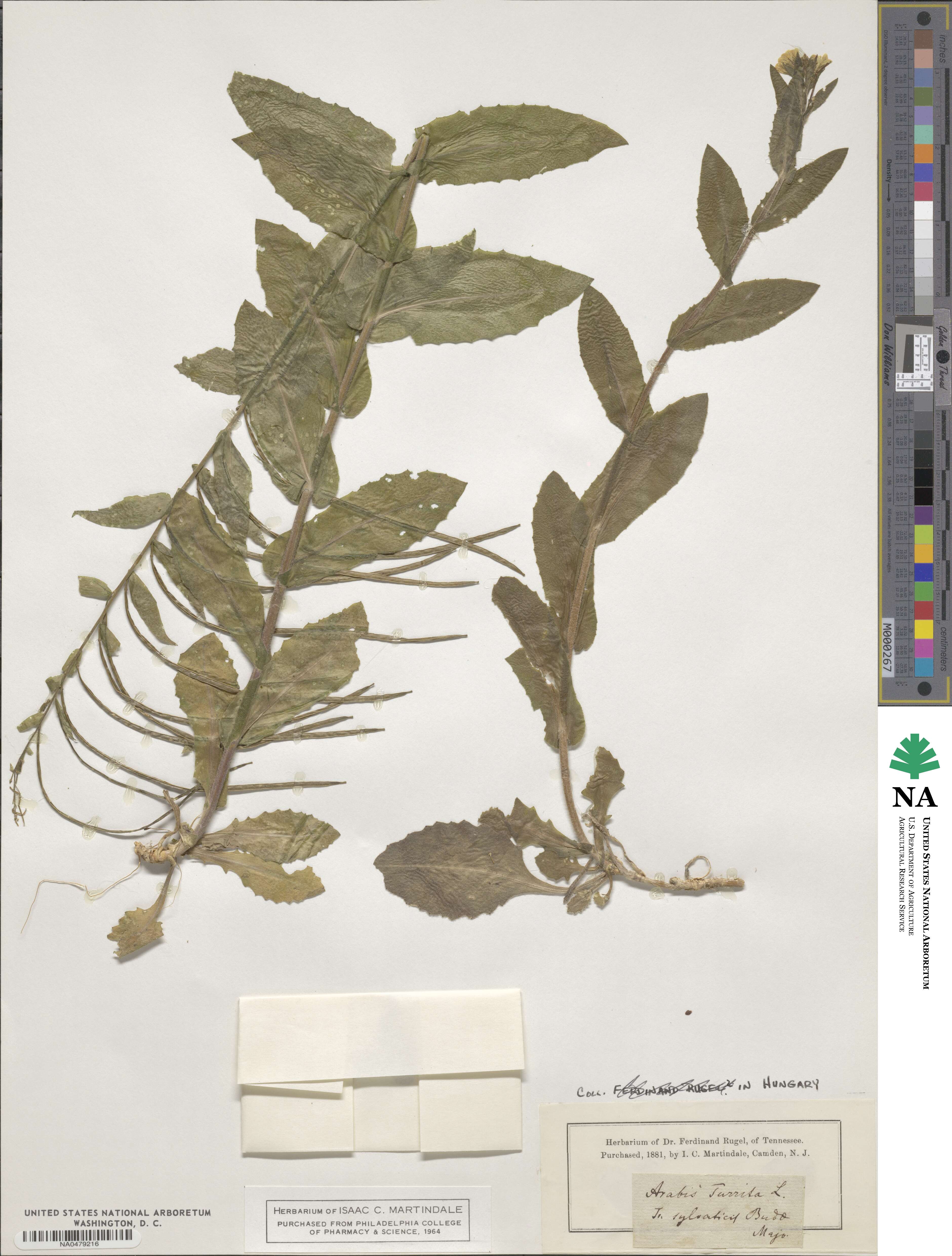 Pseudoturritis turrita image