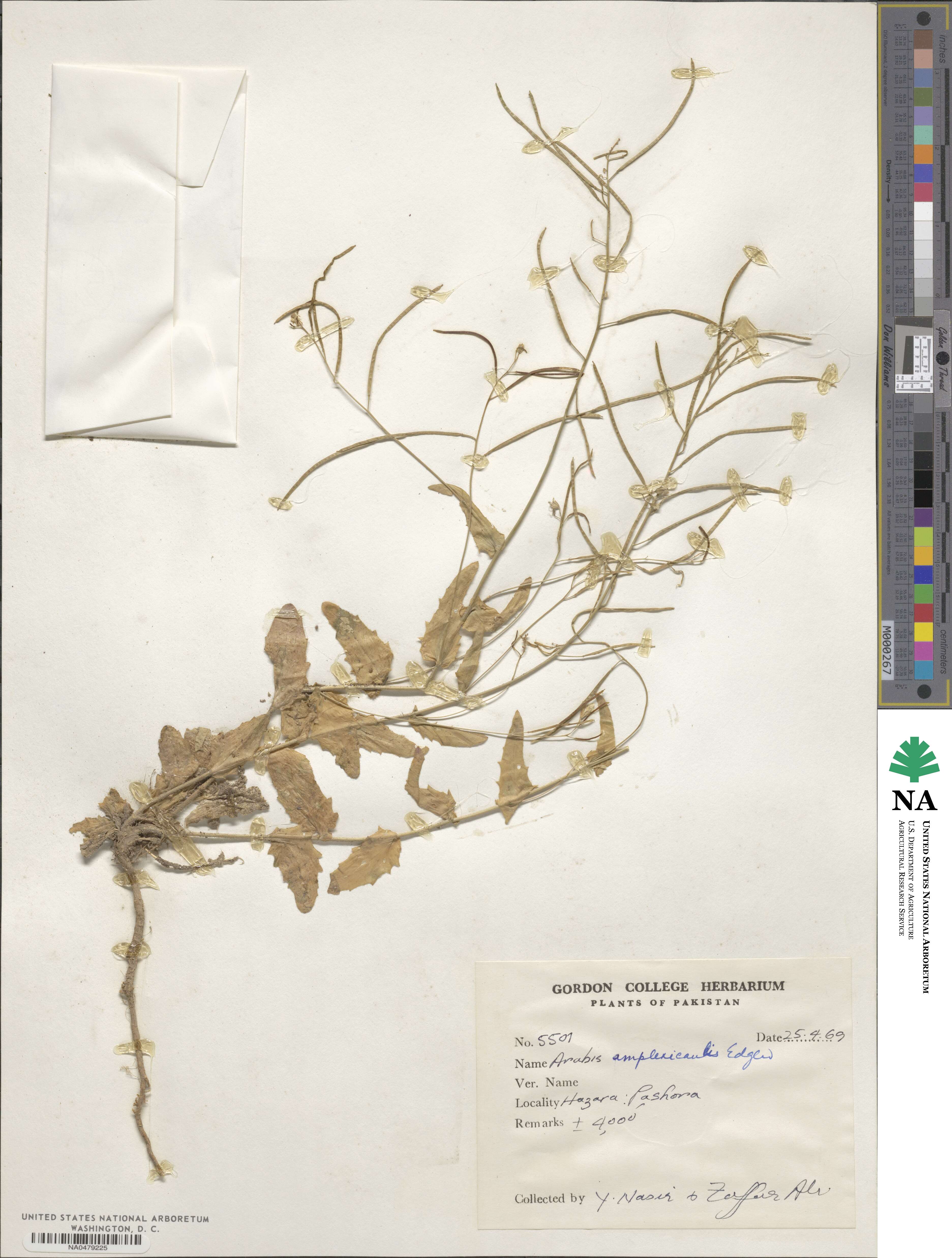 Arabis amplexicaulis image
