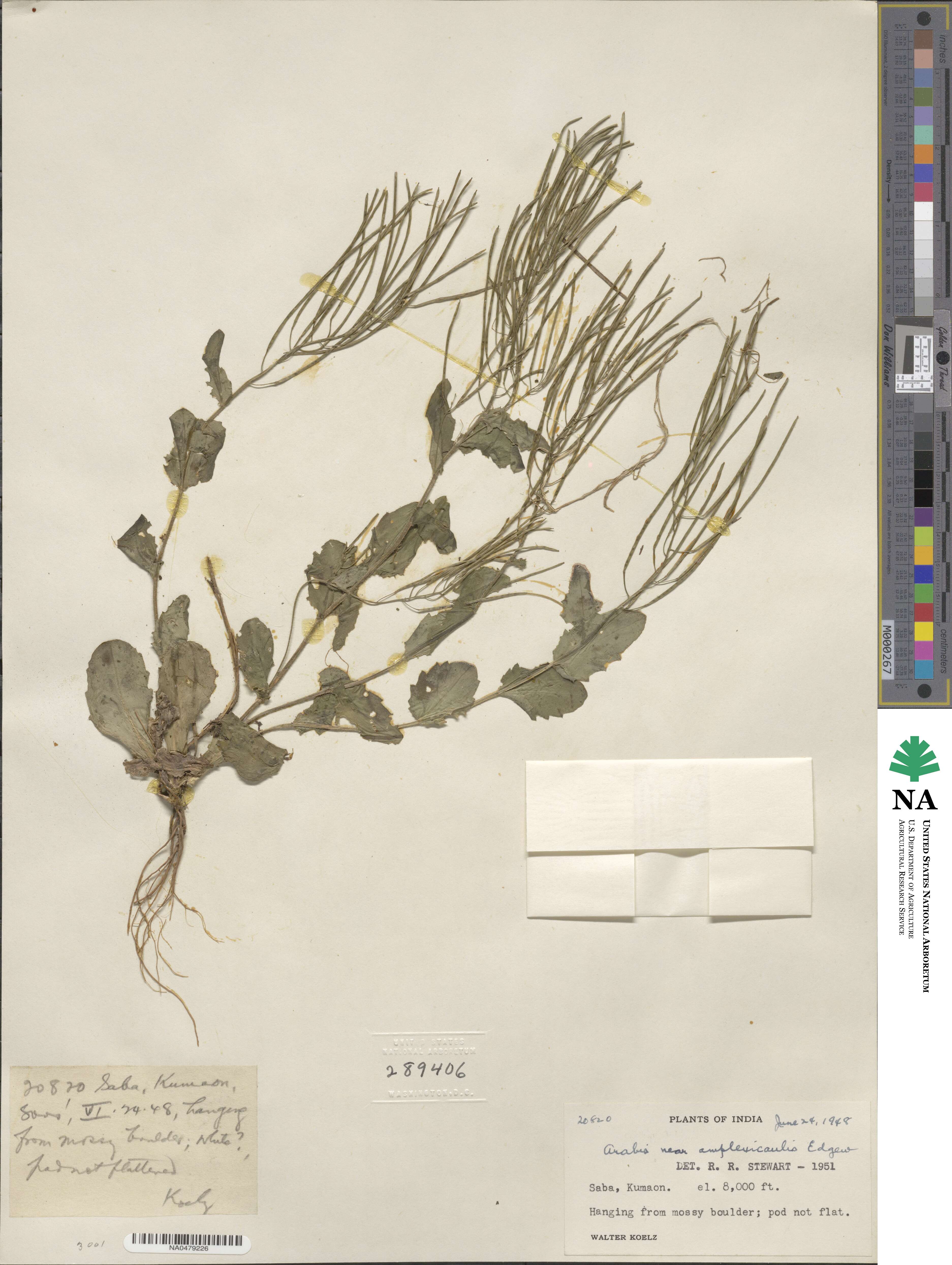 Arabis amplexicaulis image