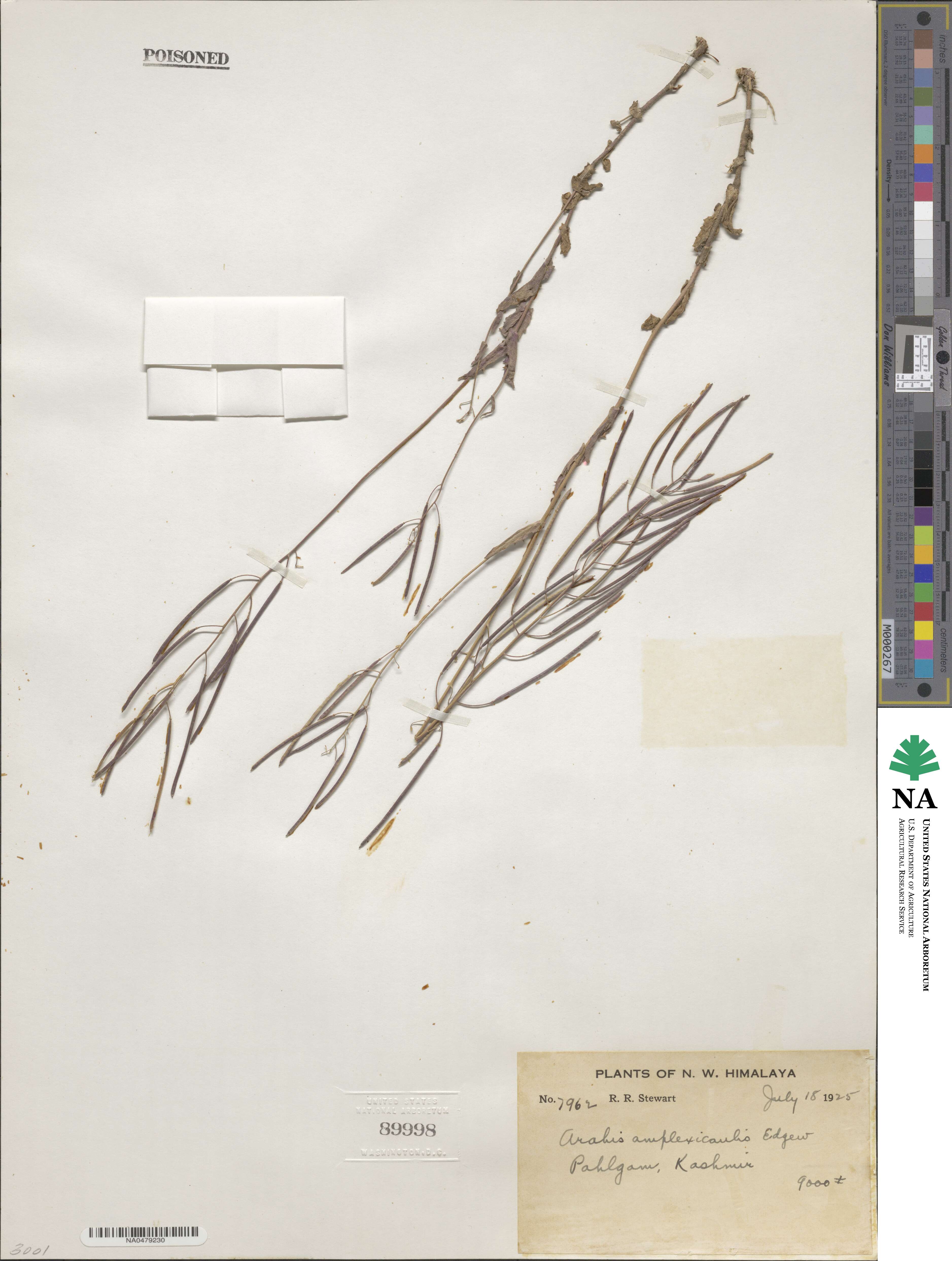 Arabis amplexicaulis image