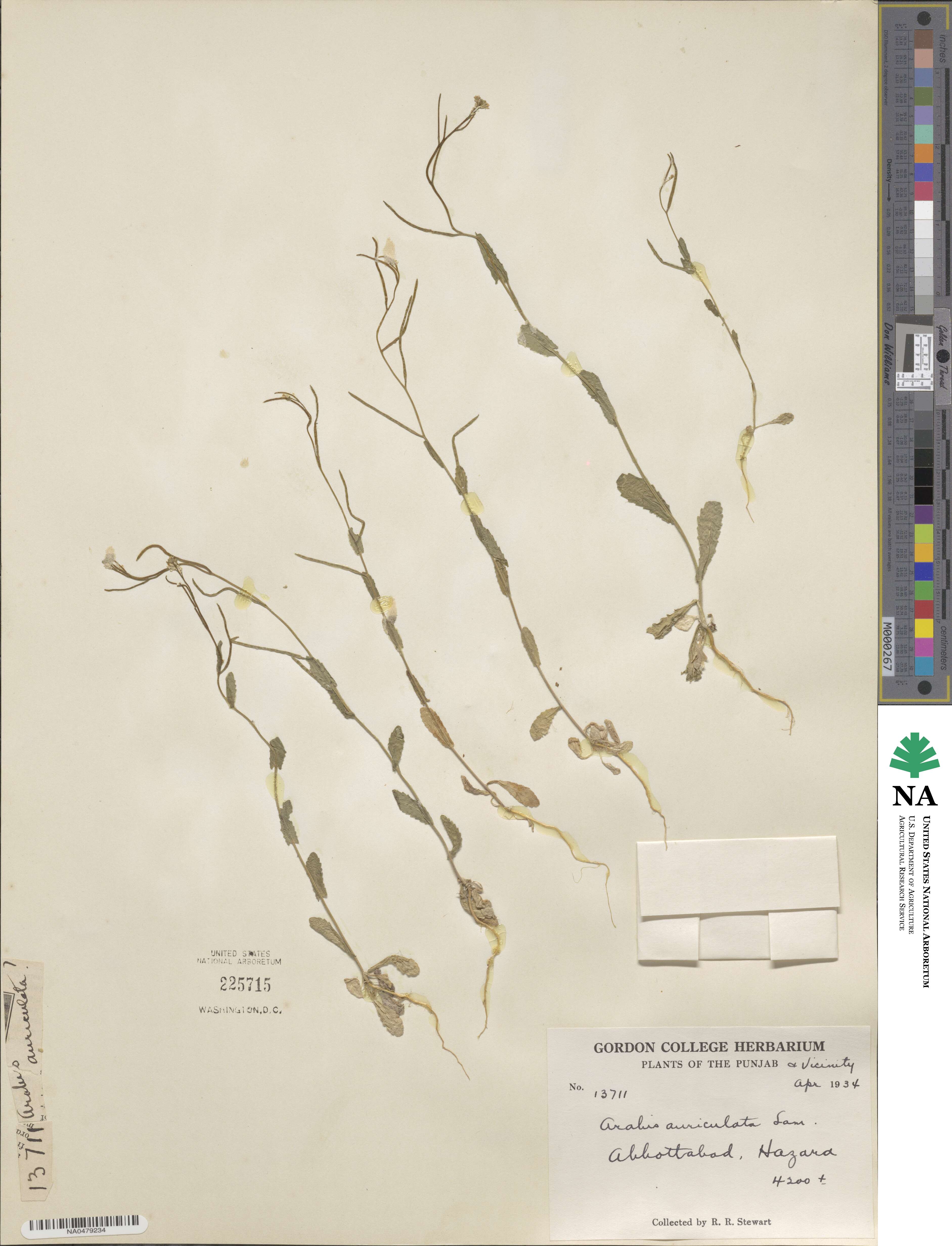 Arabis auriculata image