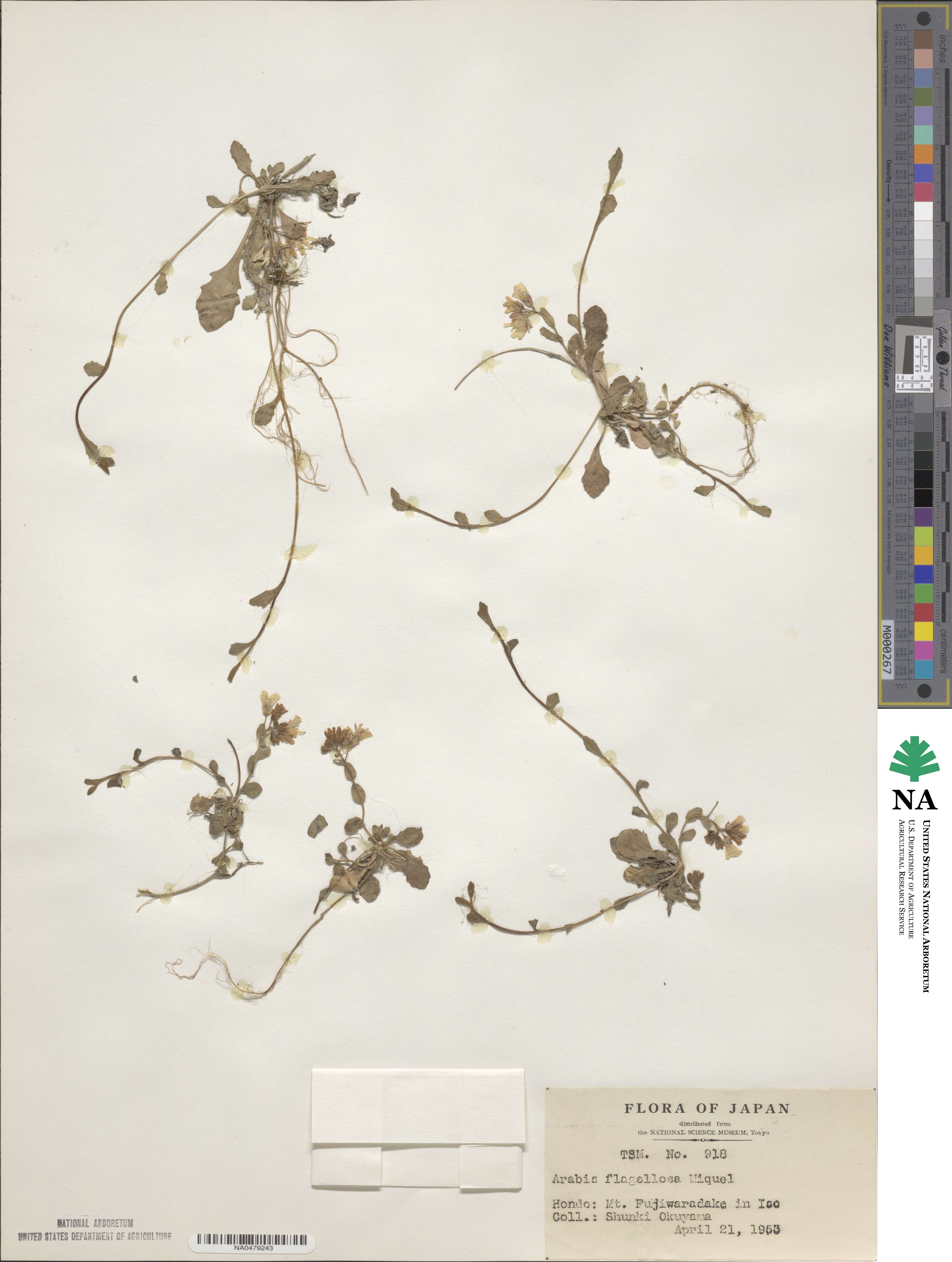 Arabis flagellosa image