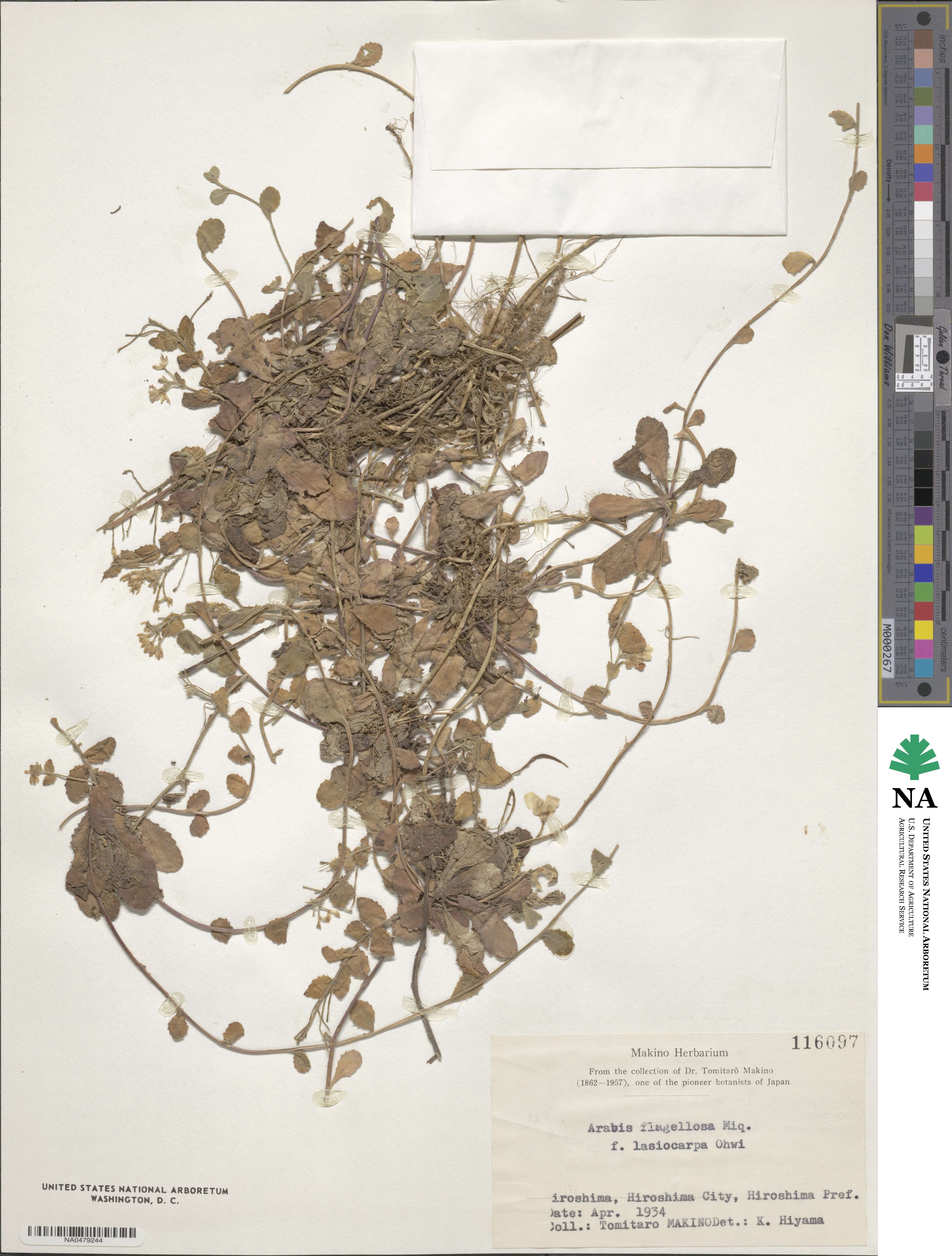 Arabis flagellosa f. lasiocarpa image