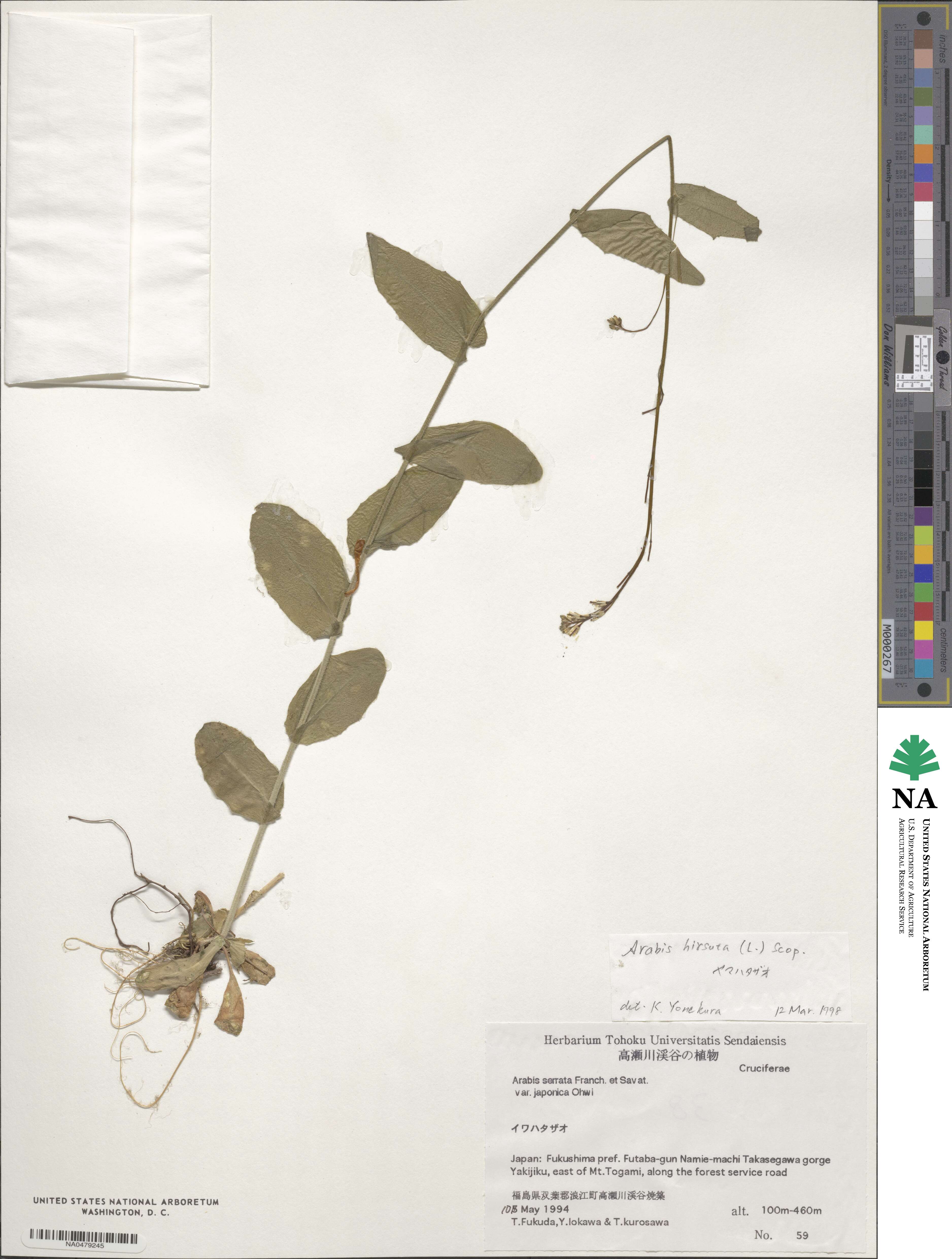 Arabis hirsuta image
