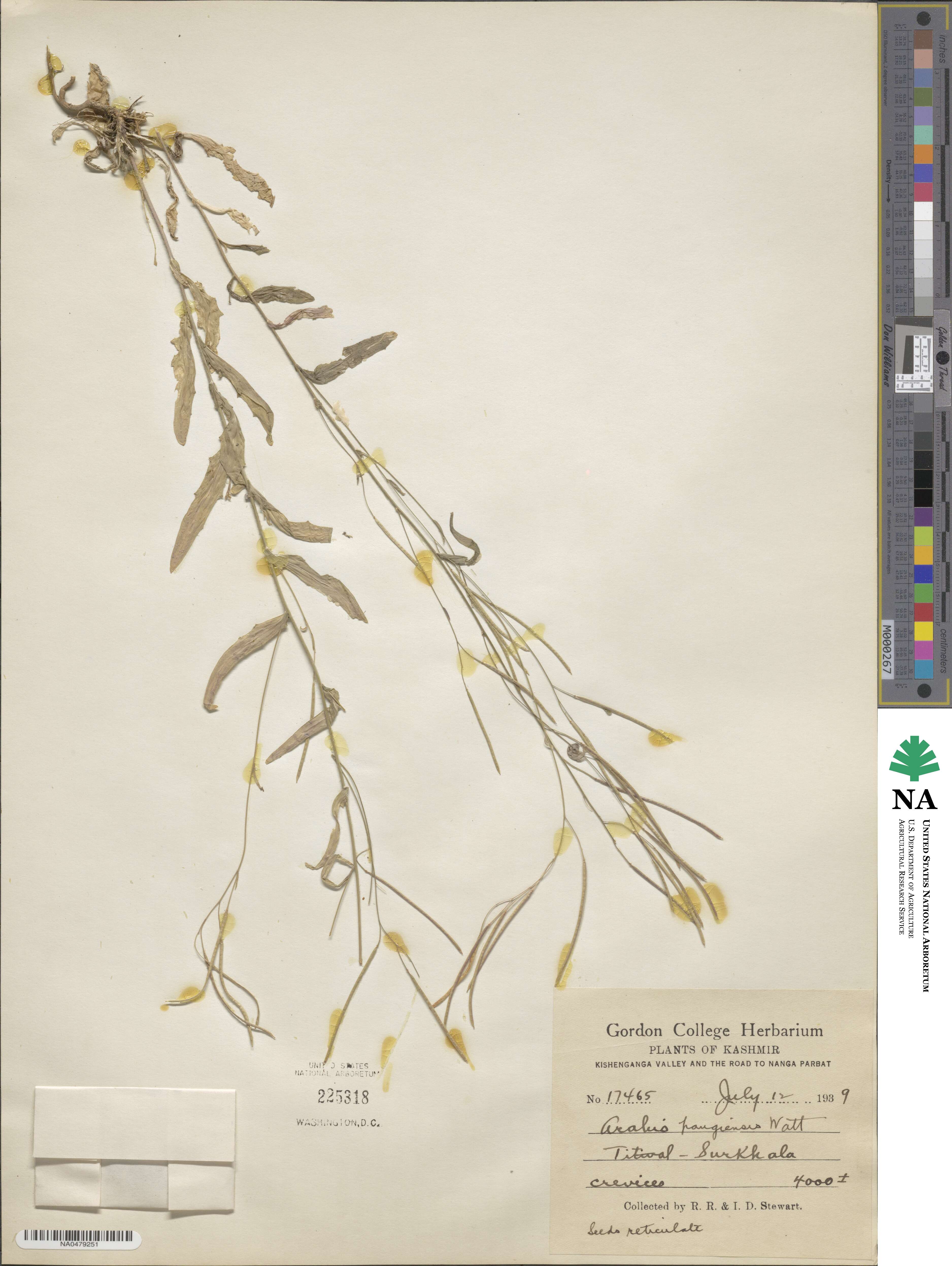 Arabis bijuga image