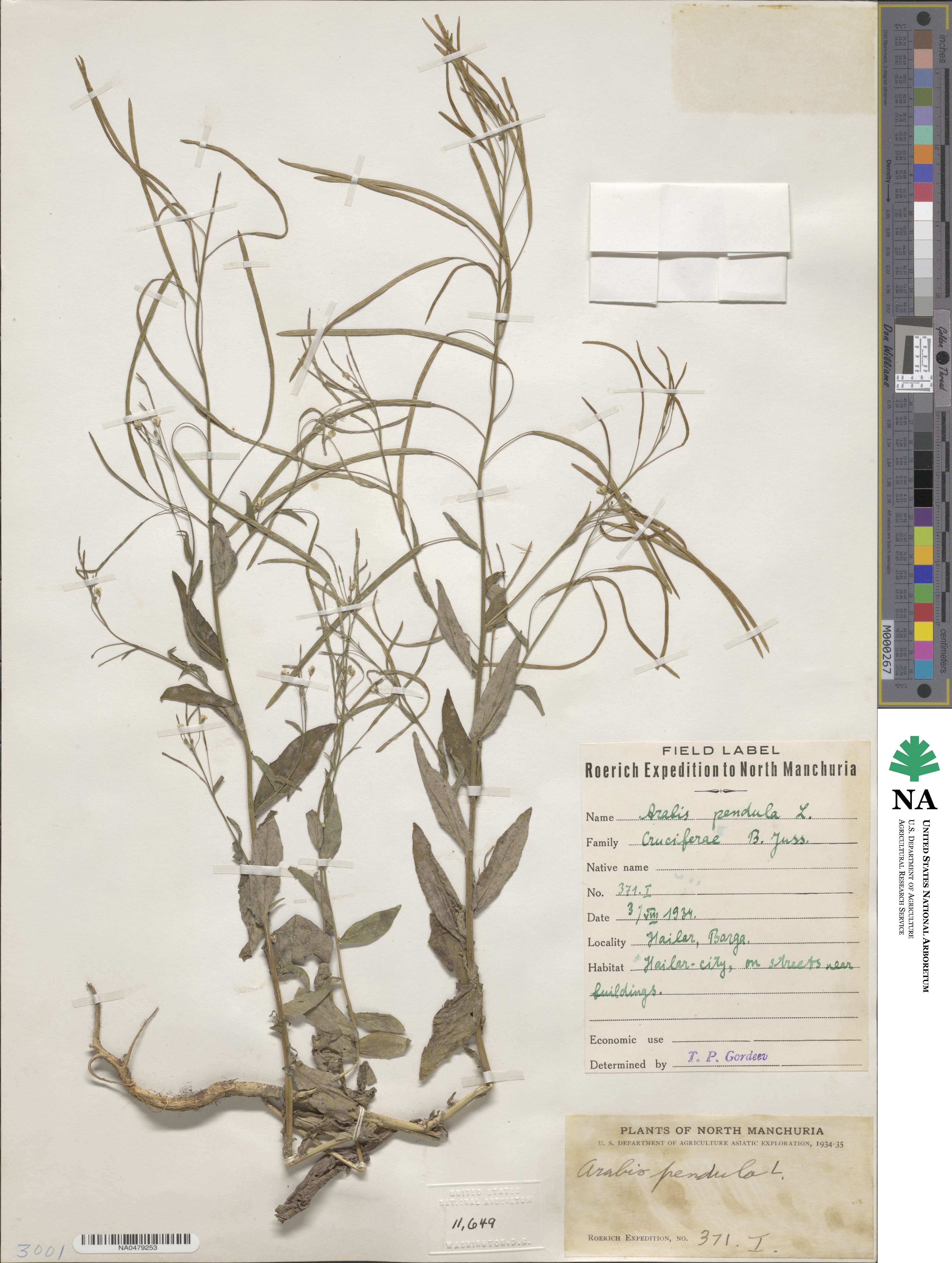 Catolobus pendulus image