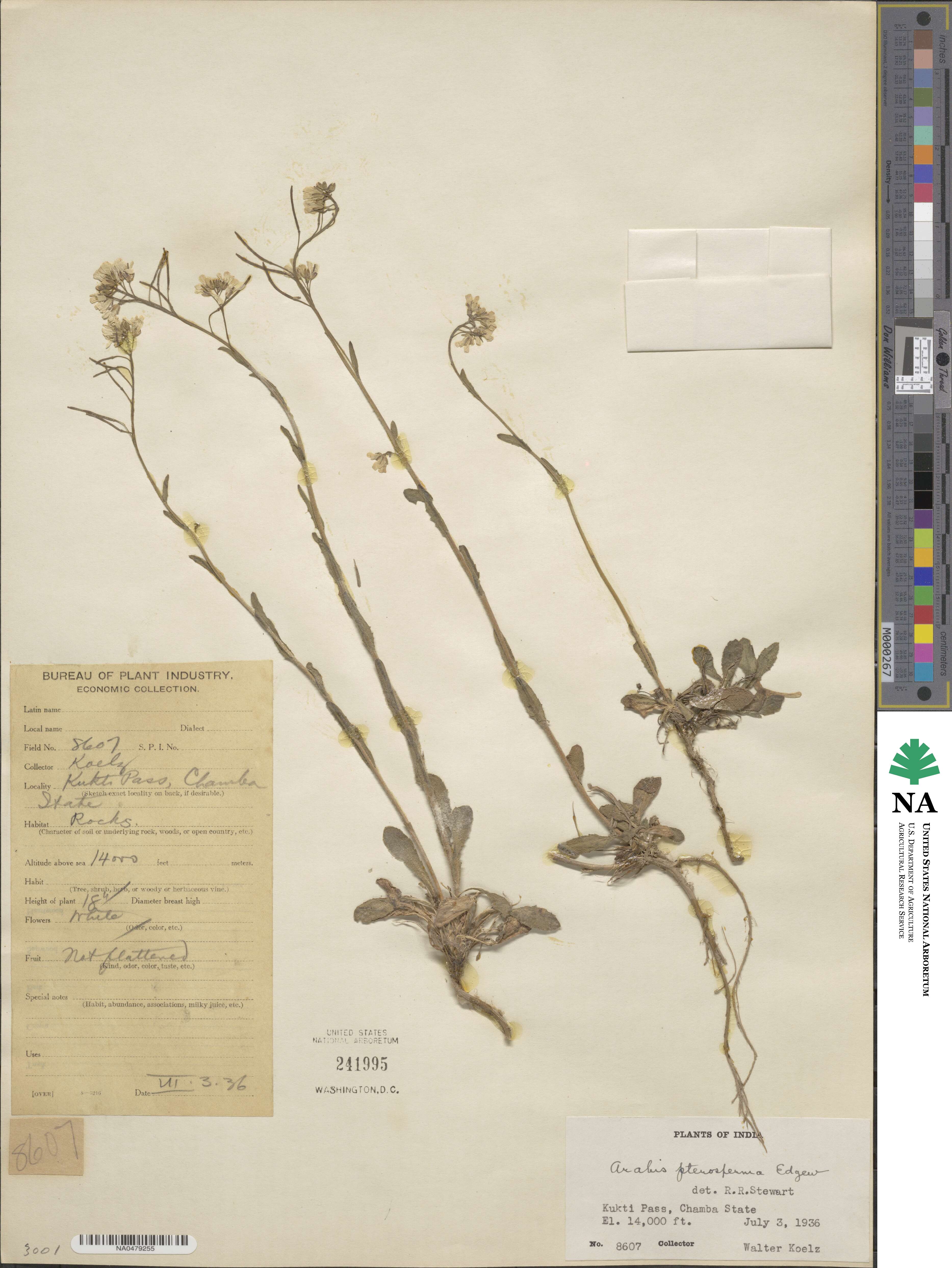 Arabis pterosperma image
