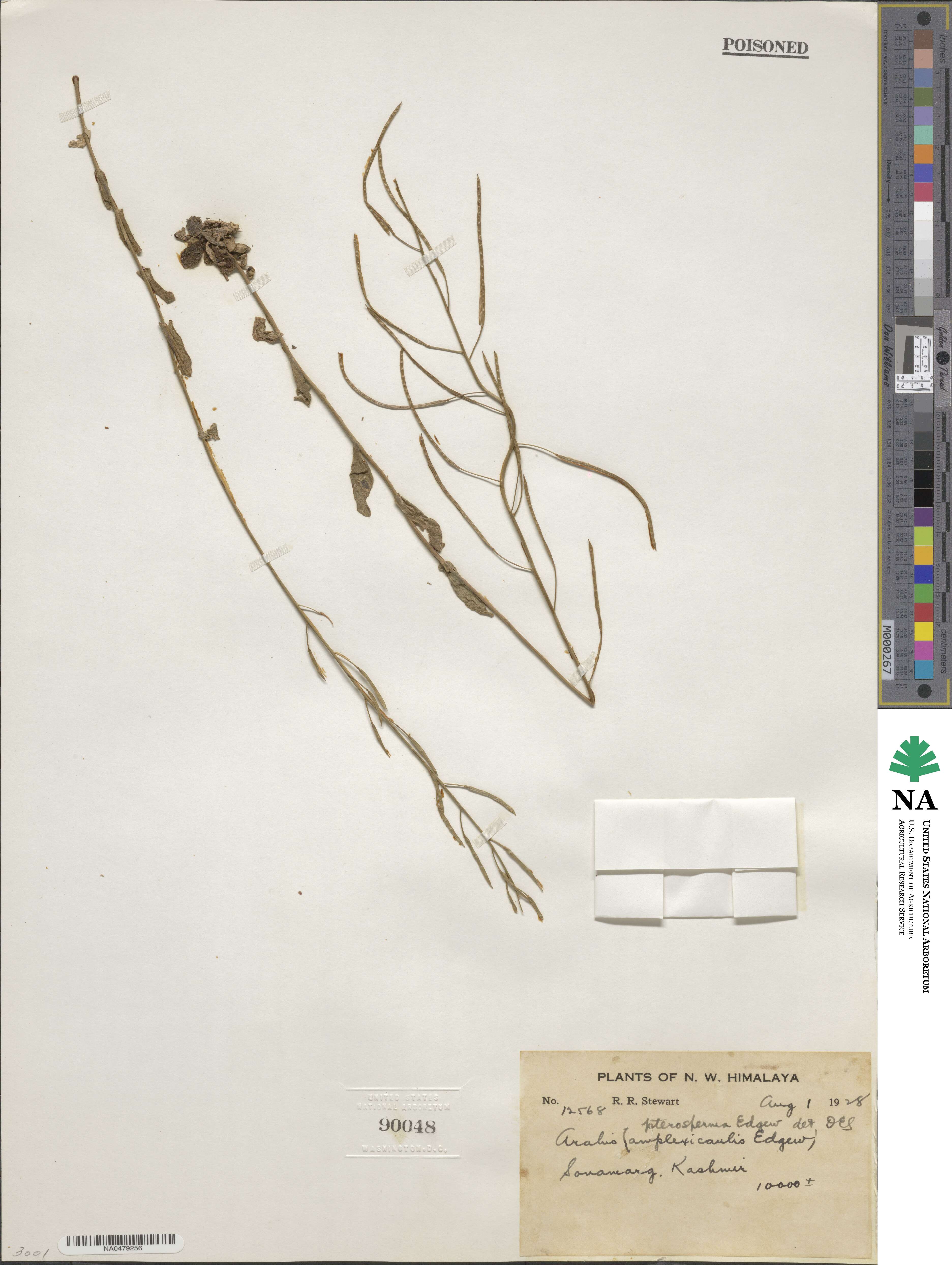 Arabis pterosperma image