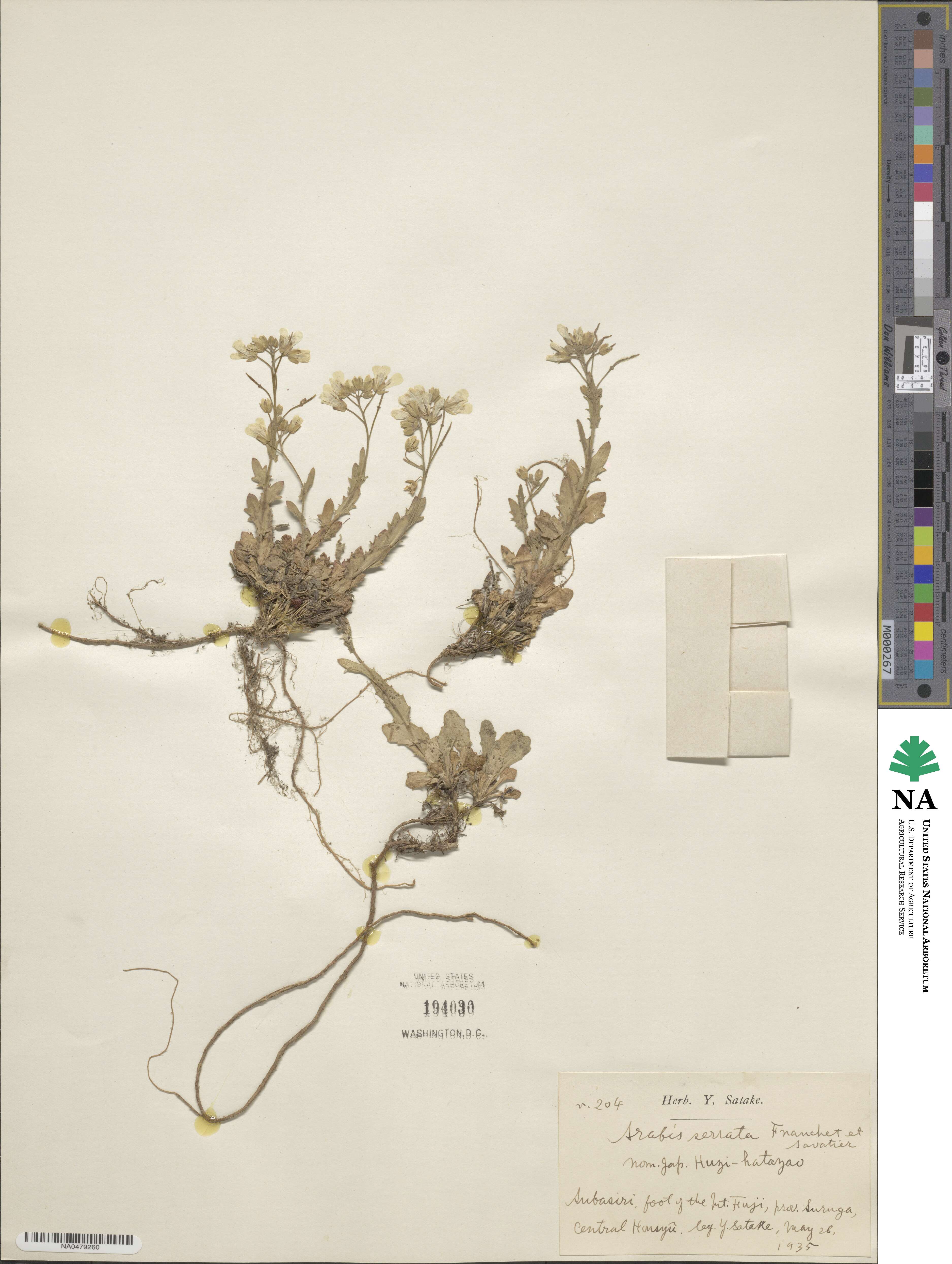 Arabis serrata image