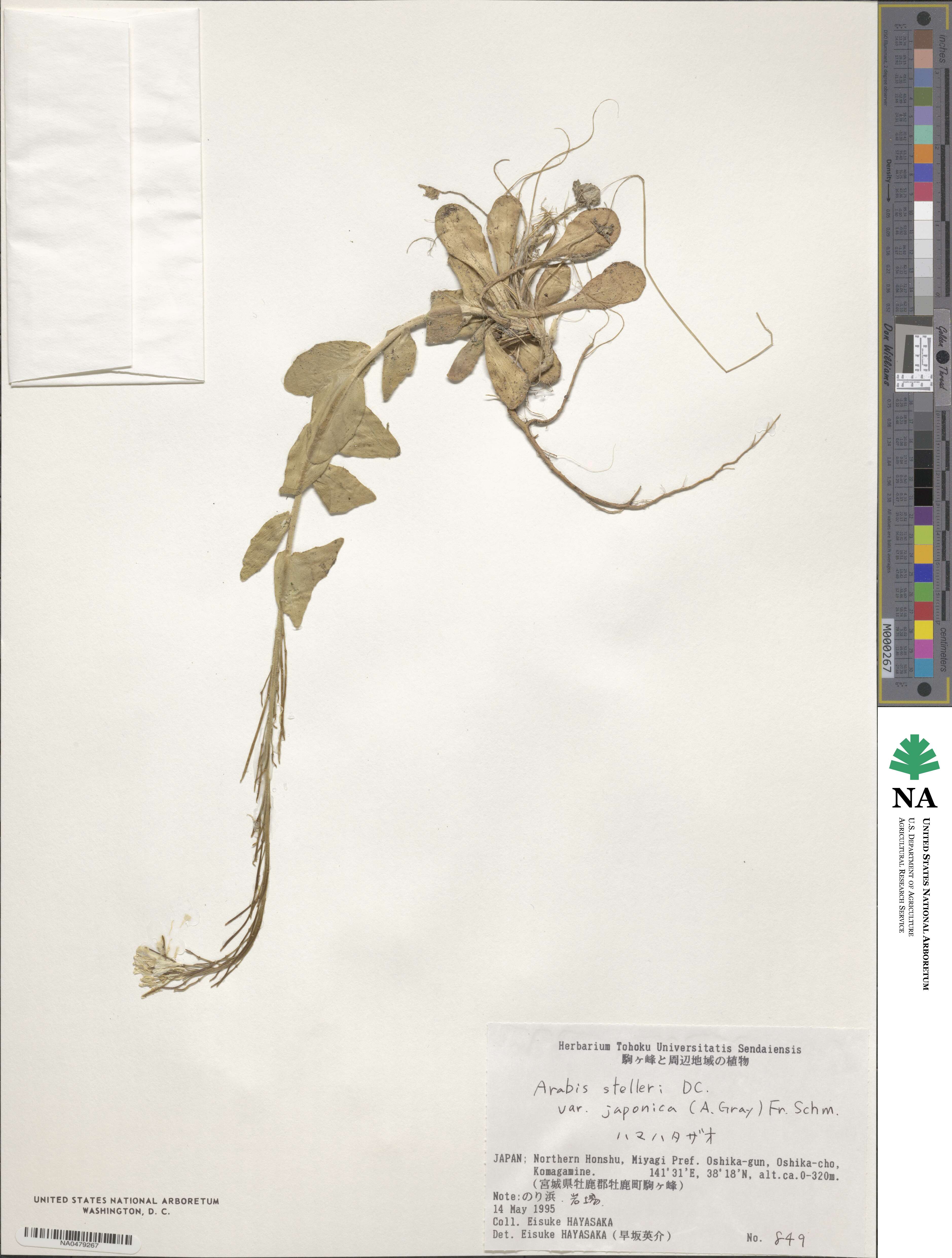 Arabis stelleri image