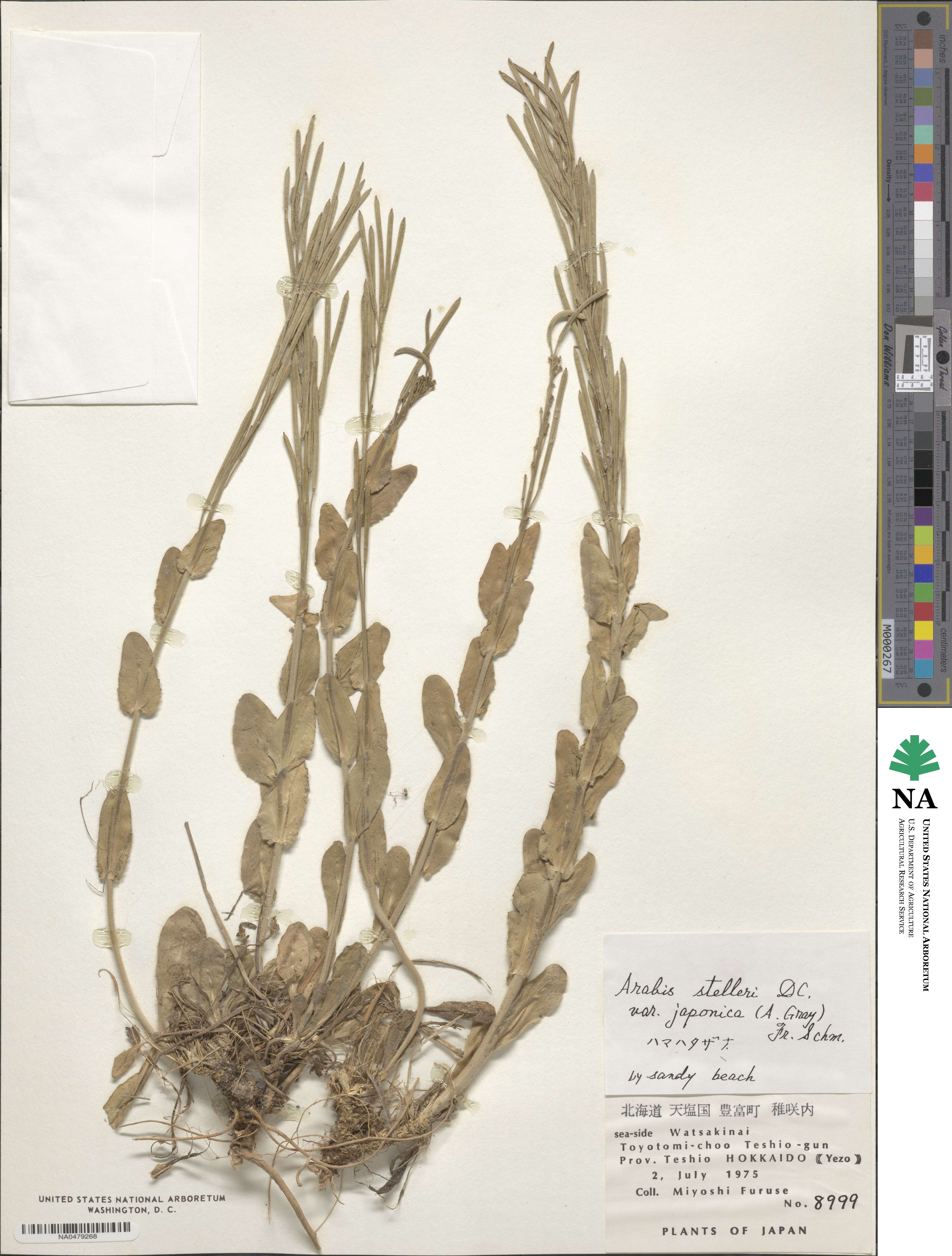Arabis stelleri image