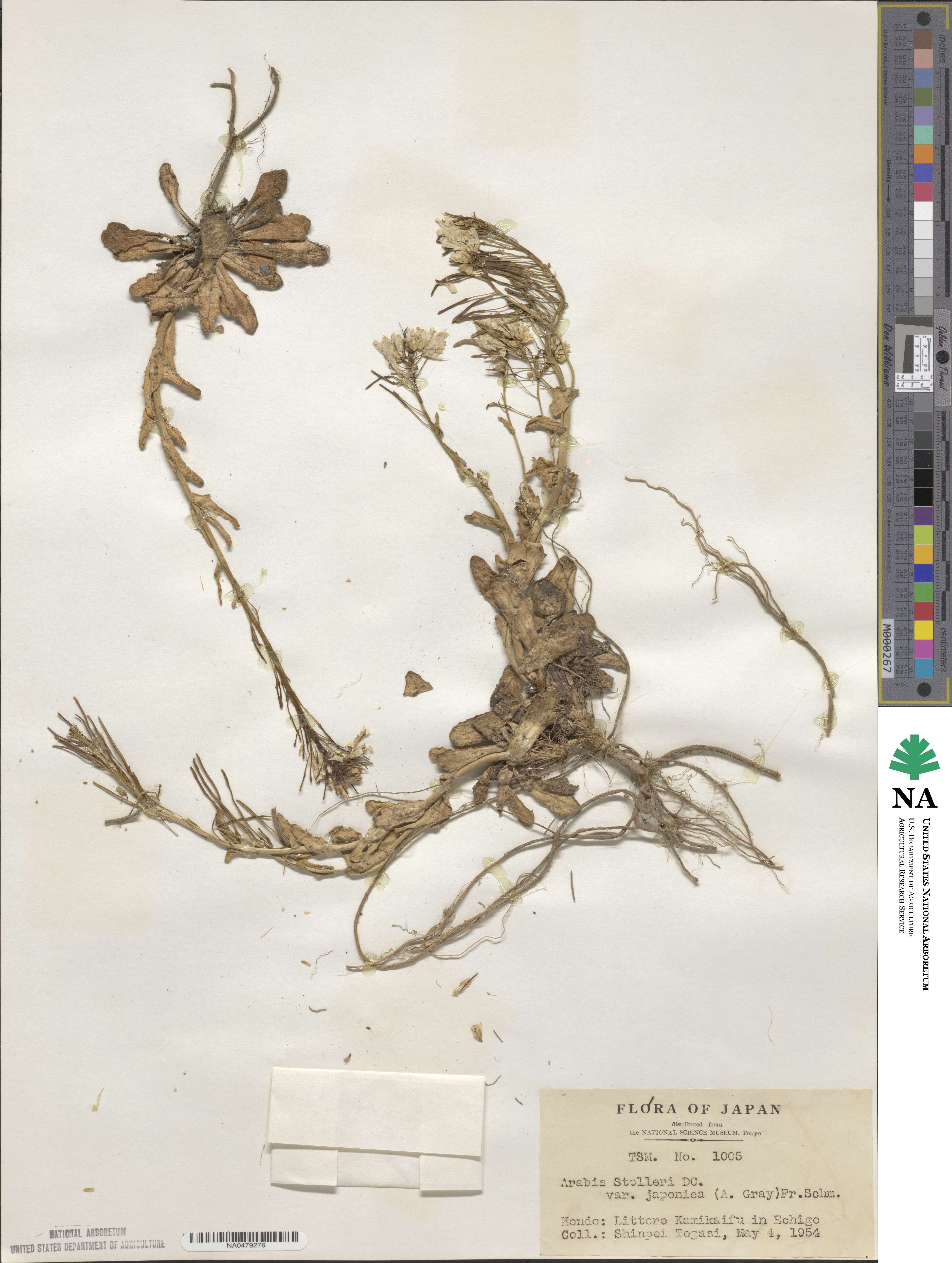 Arabis stelleri image