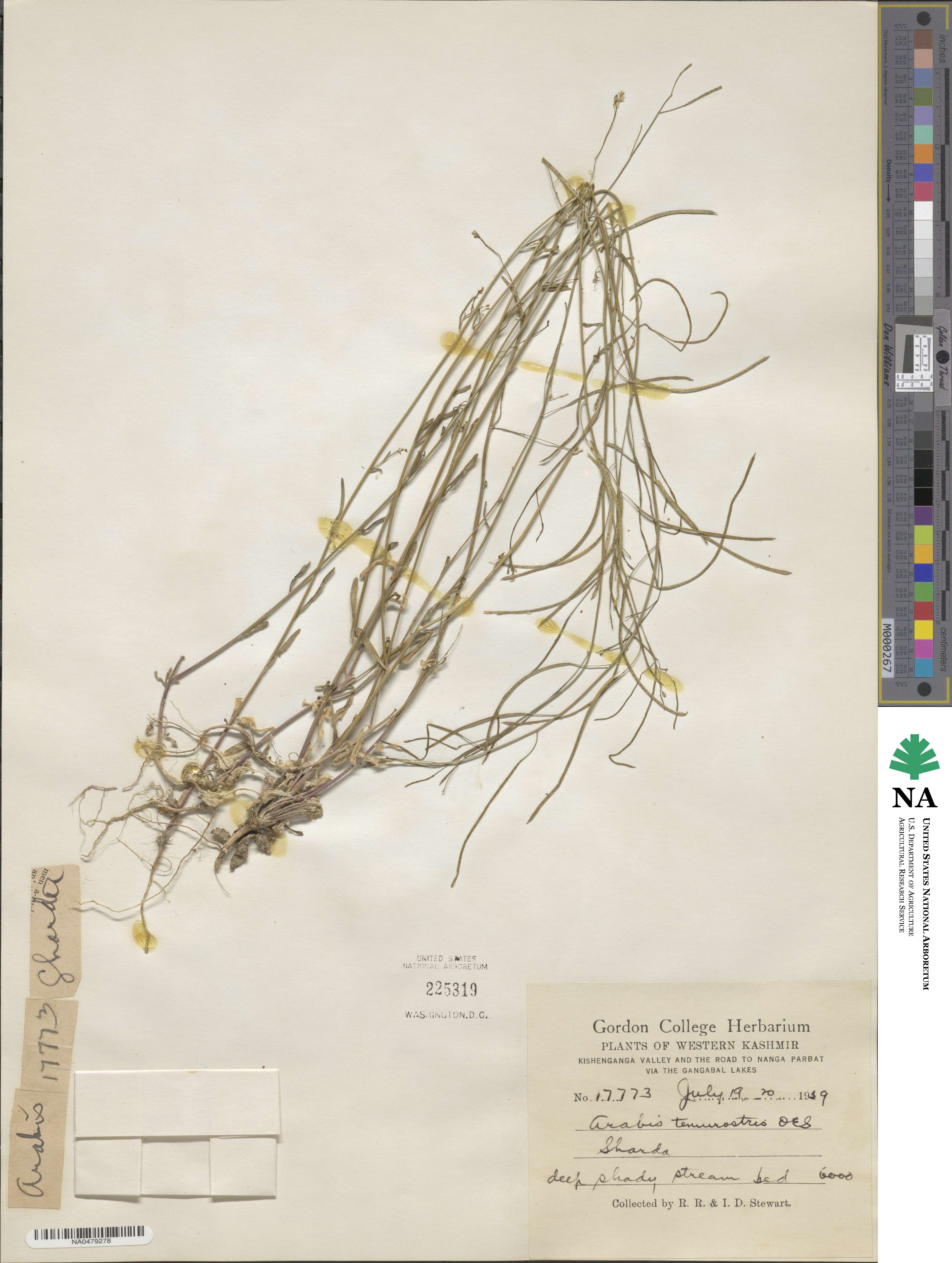 Crucihimalaya tibetica image