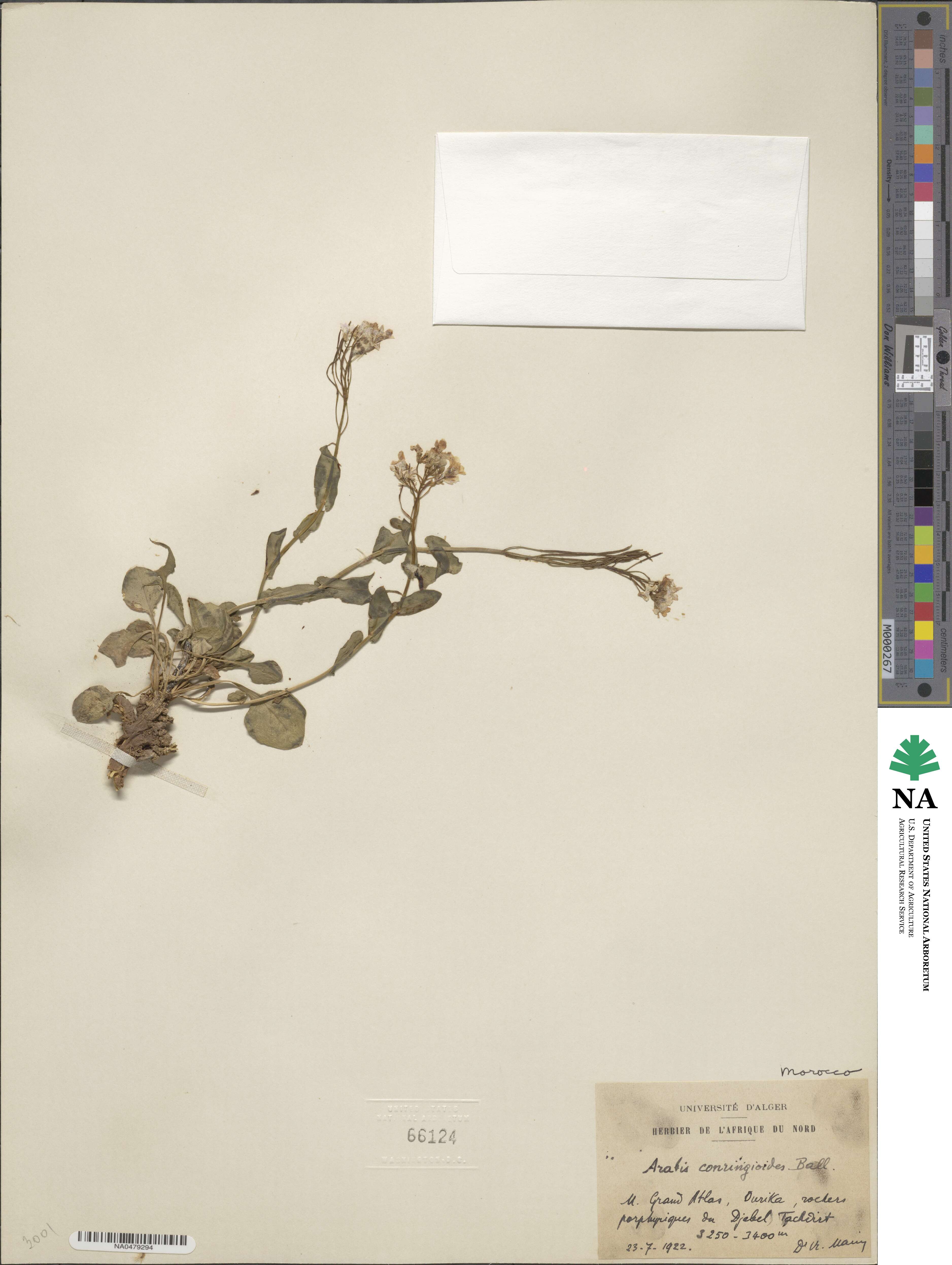 Arabis conringioides image