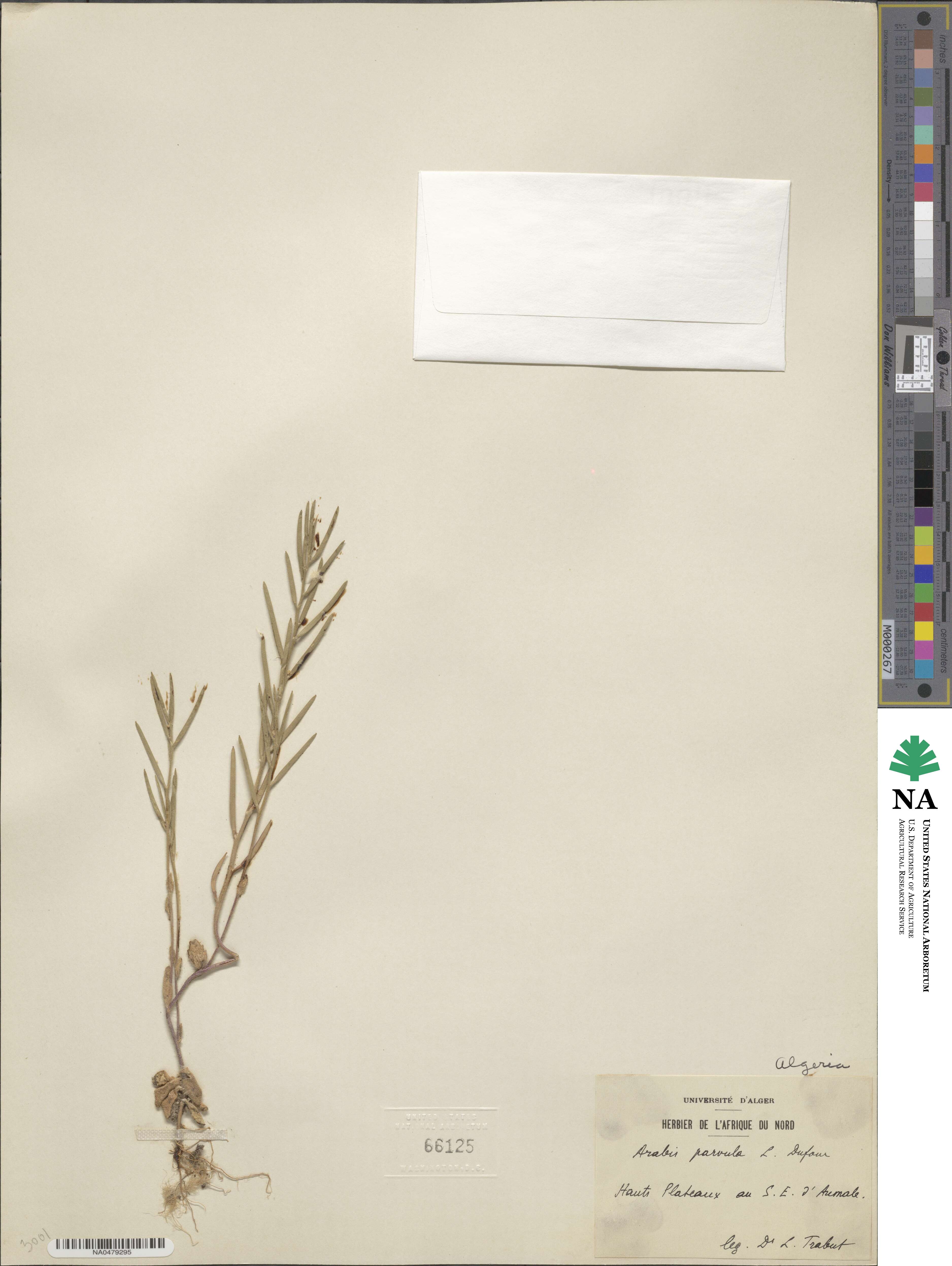 Arabis parvula image