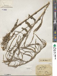 Pseudoturritis turrita image