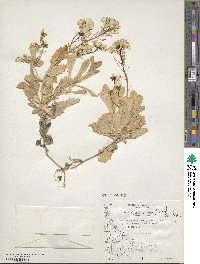 Arabis caucasica image