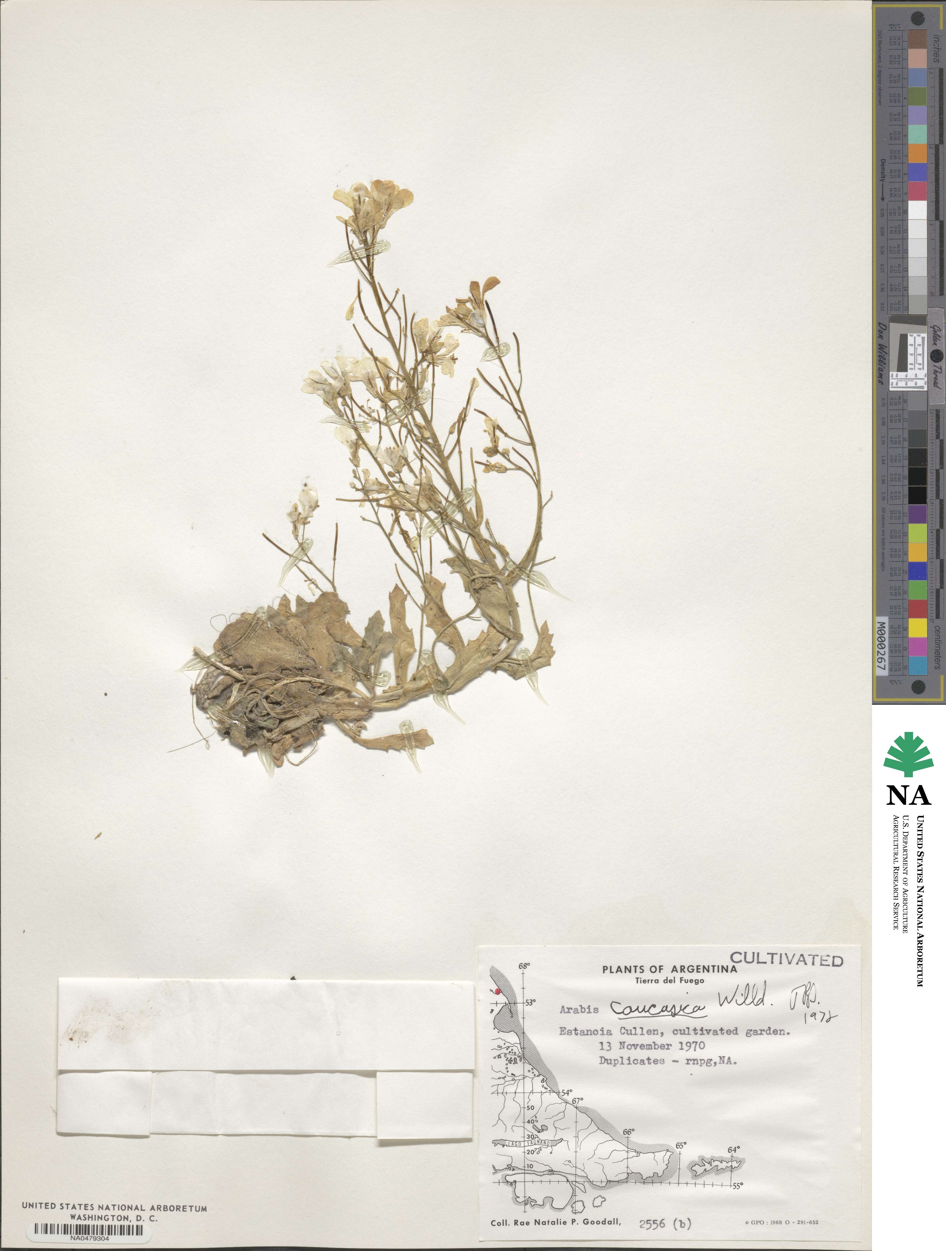 Arabis caucasica image