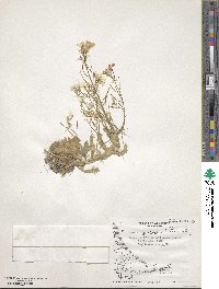 Arabis caucasica image
