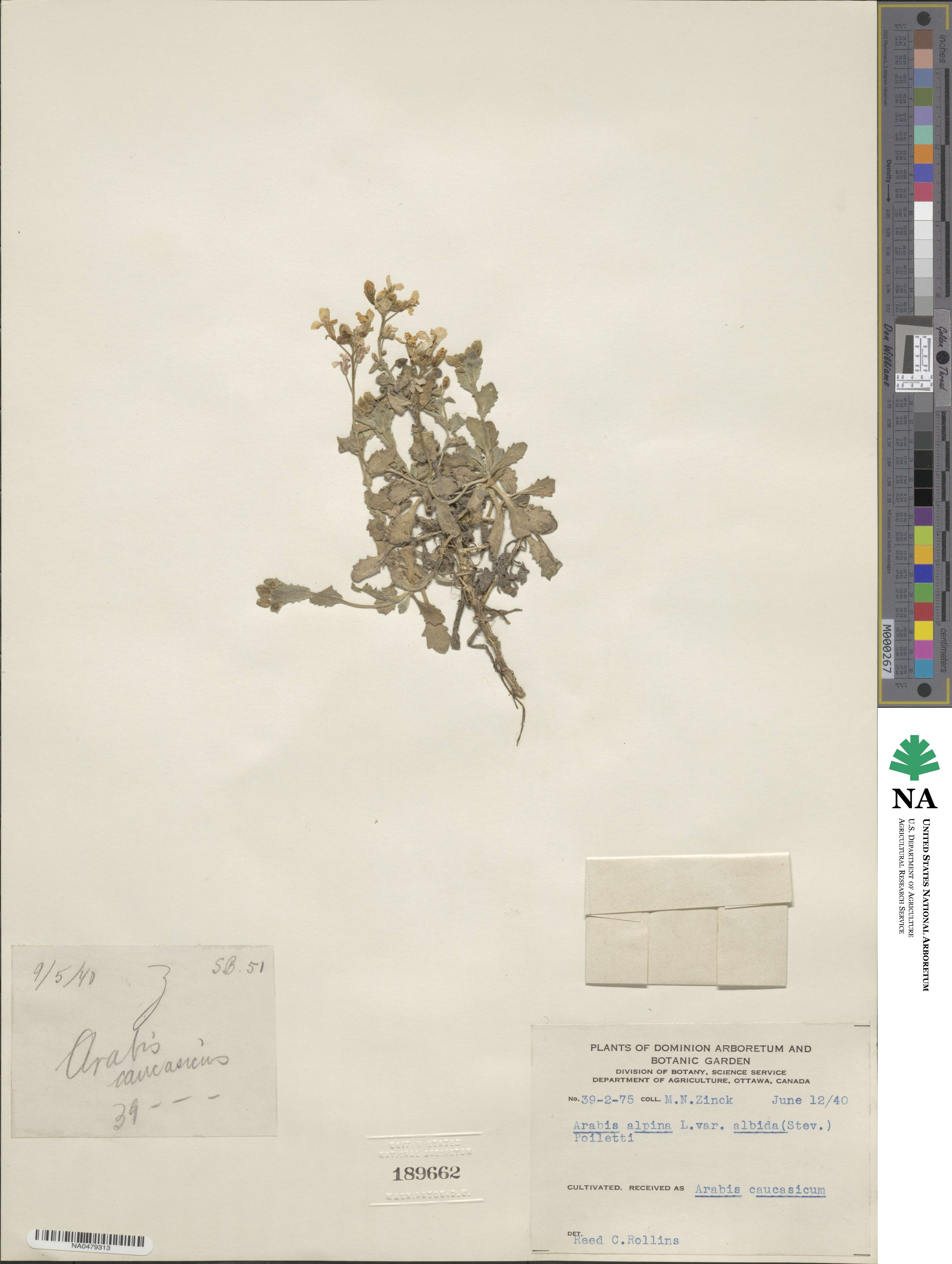Arabis caucasica image