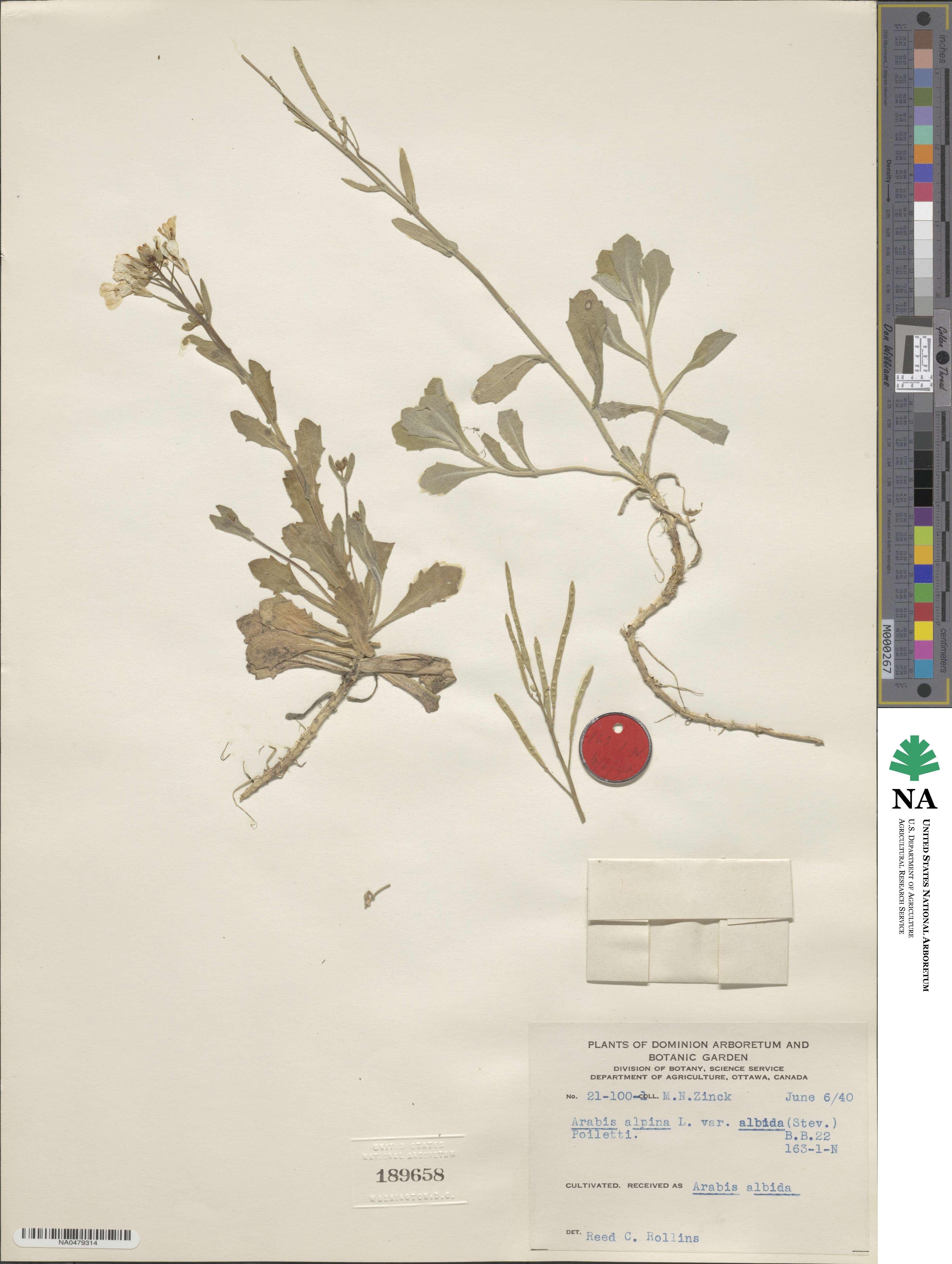 Arabis caucasica image