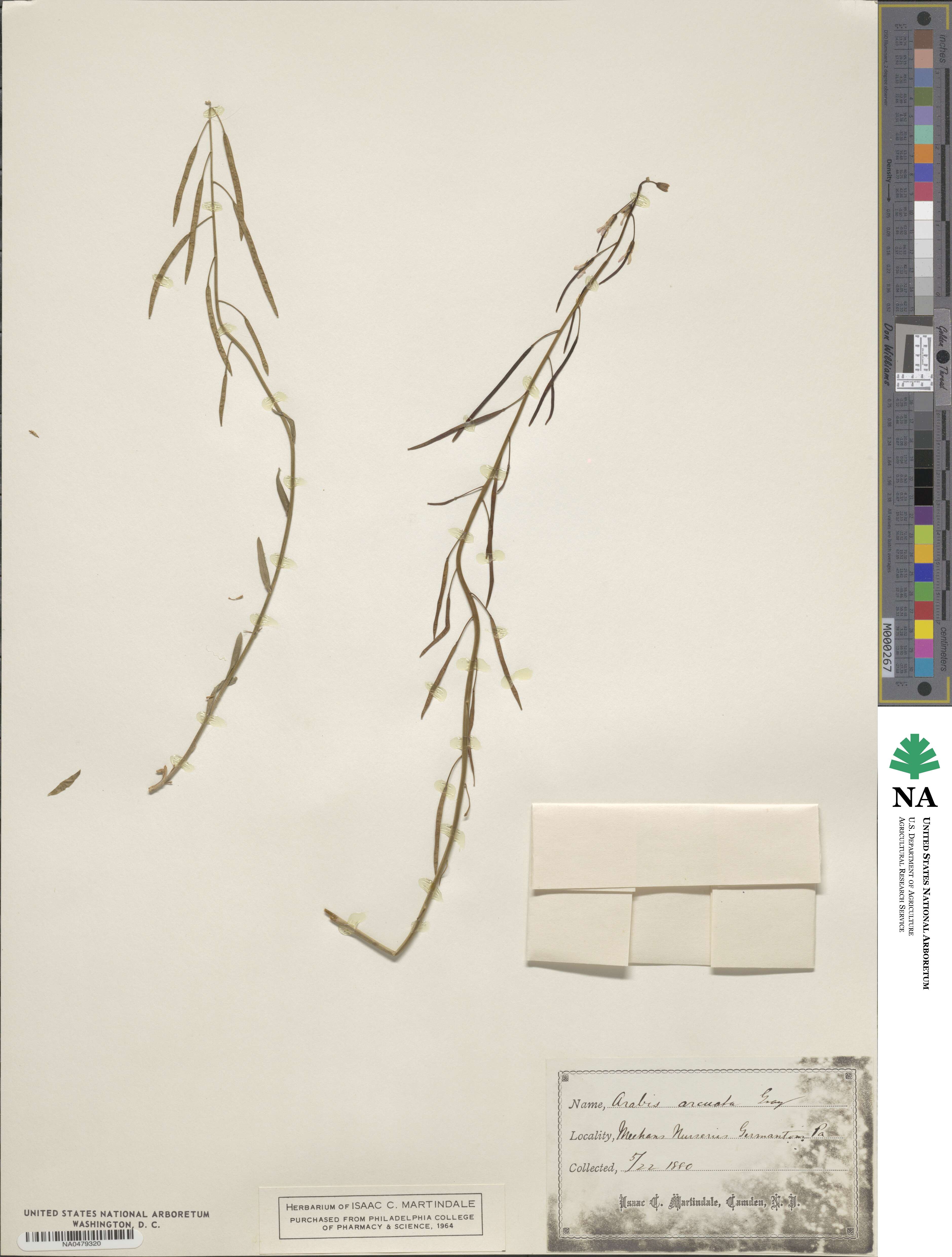 Arabis ciliata image