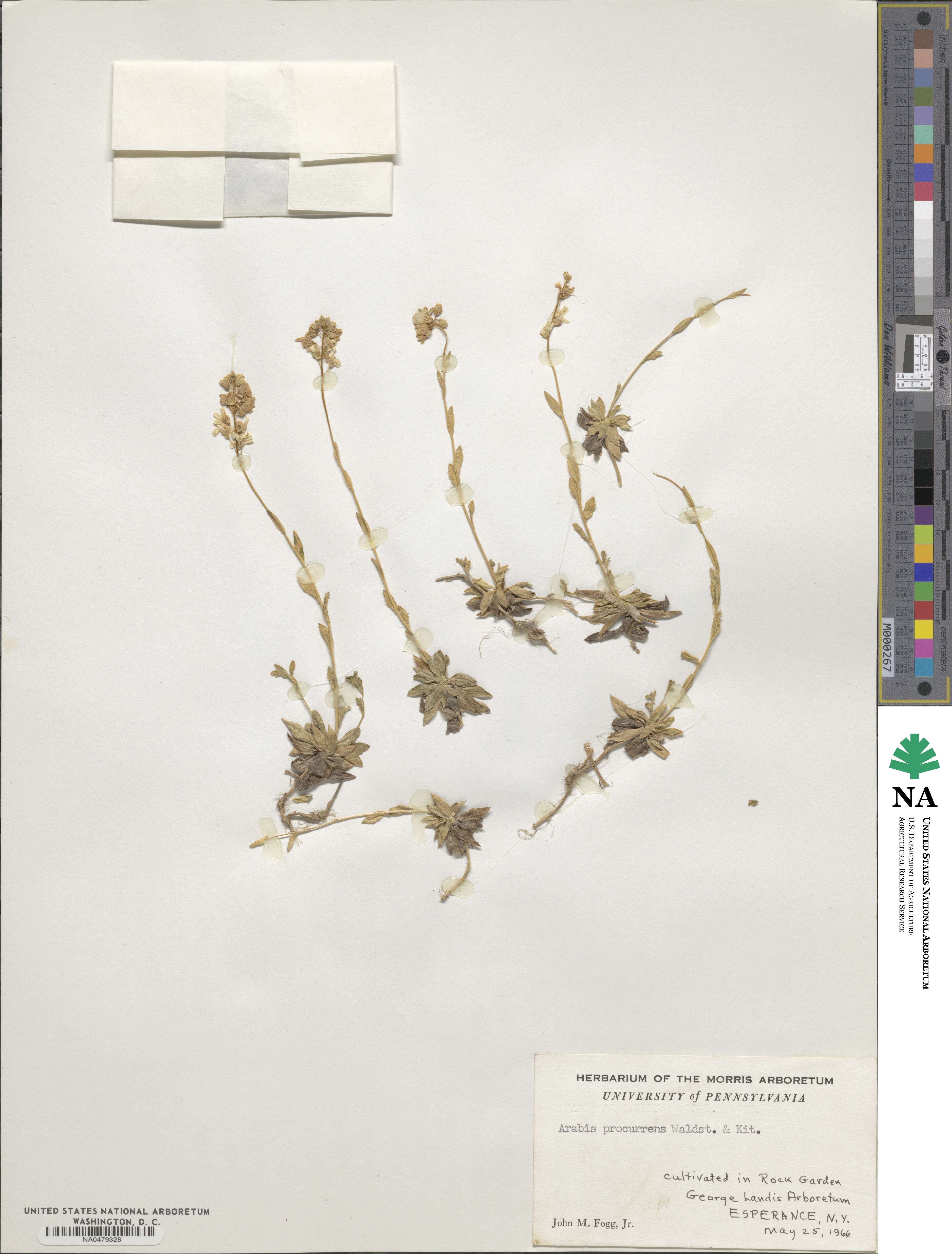 Arabis procurrens image