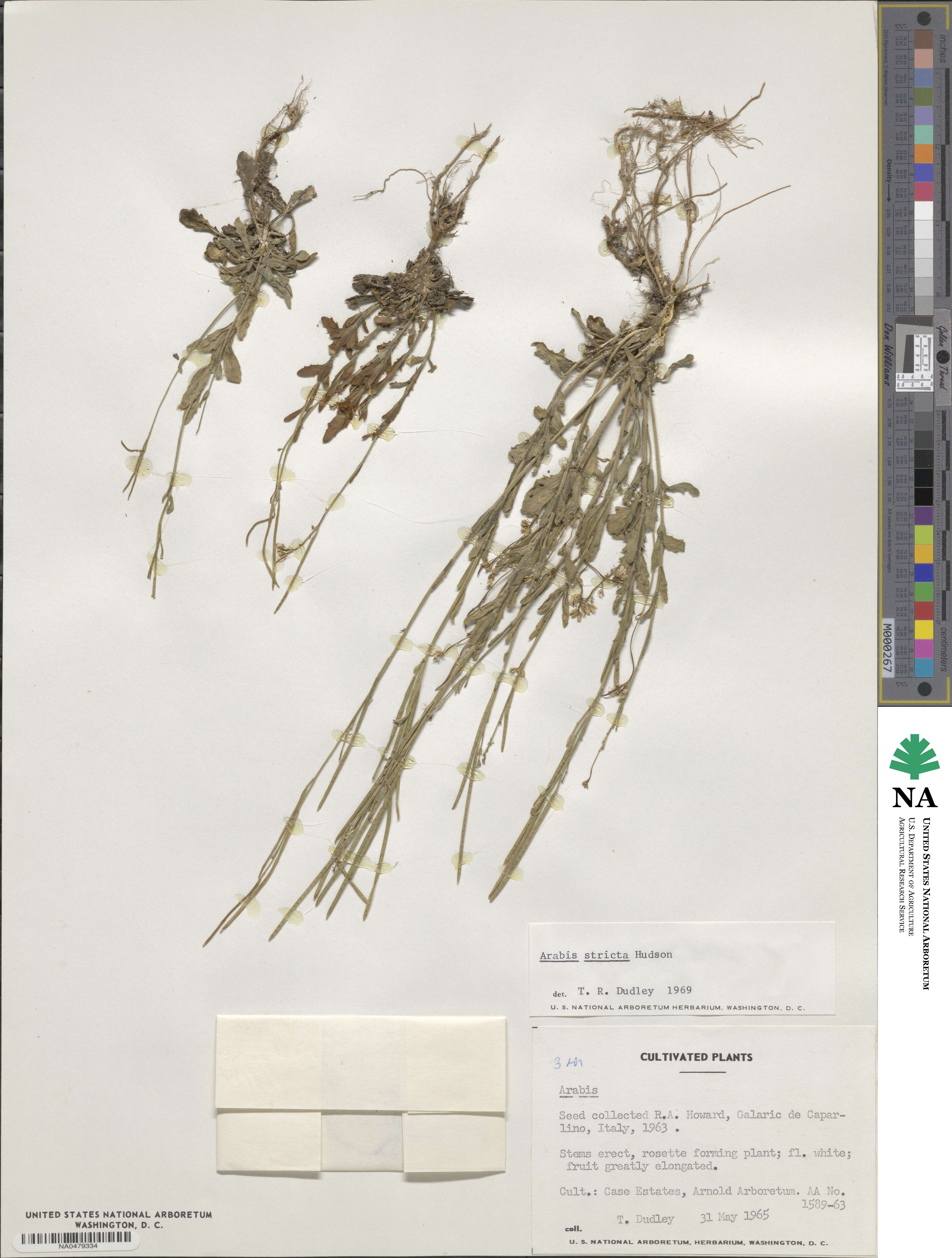 Arabis scabra image