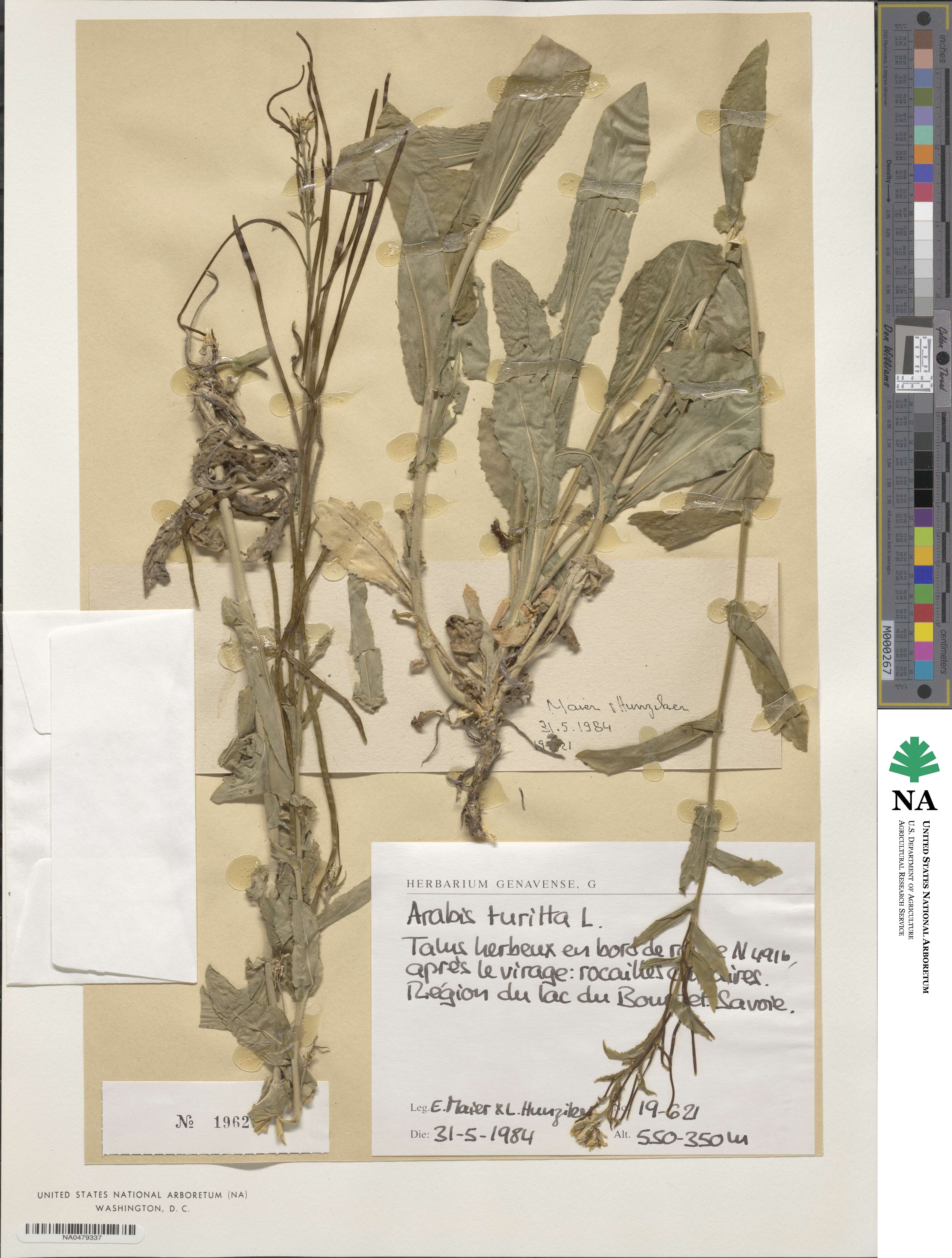 Pseudoturritis turrita image
