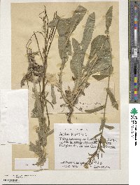 Pseudoturritis turrita image