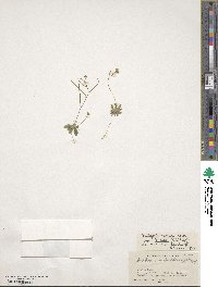 Draba nuda image