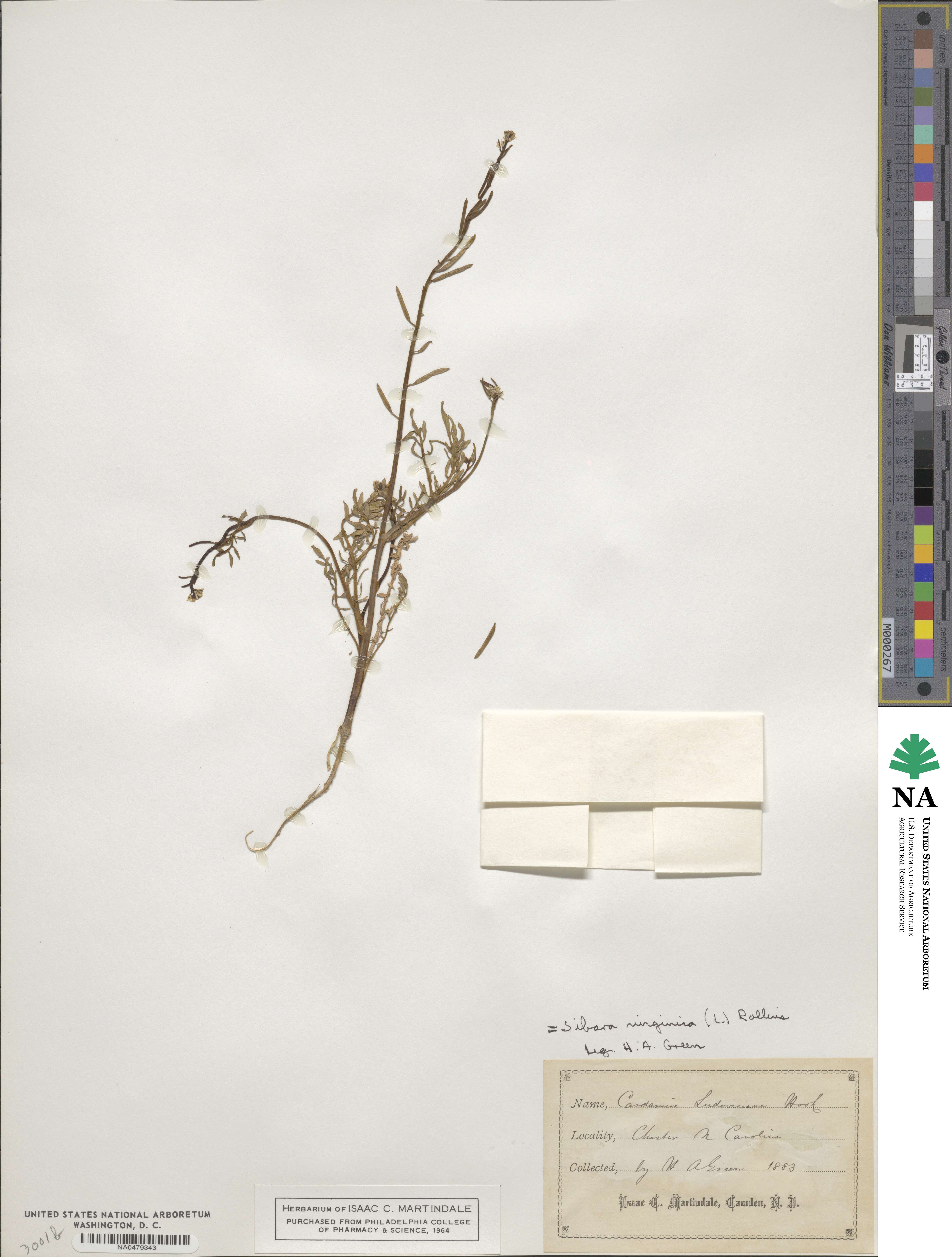 Planodes virginicum image