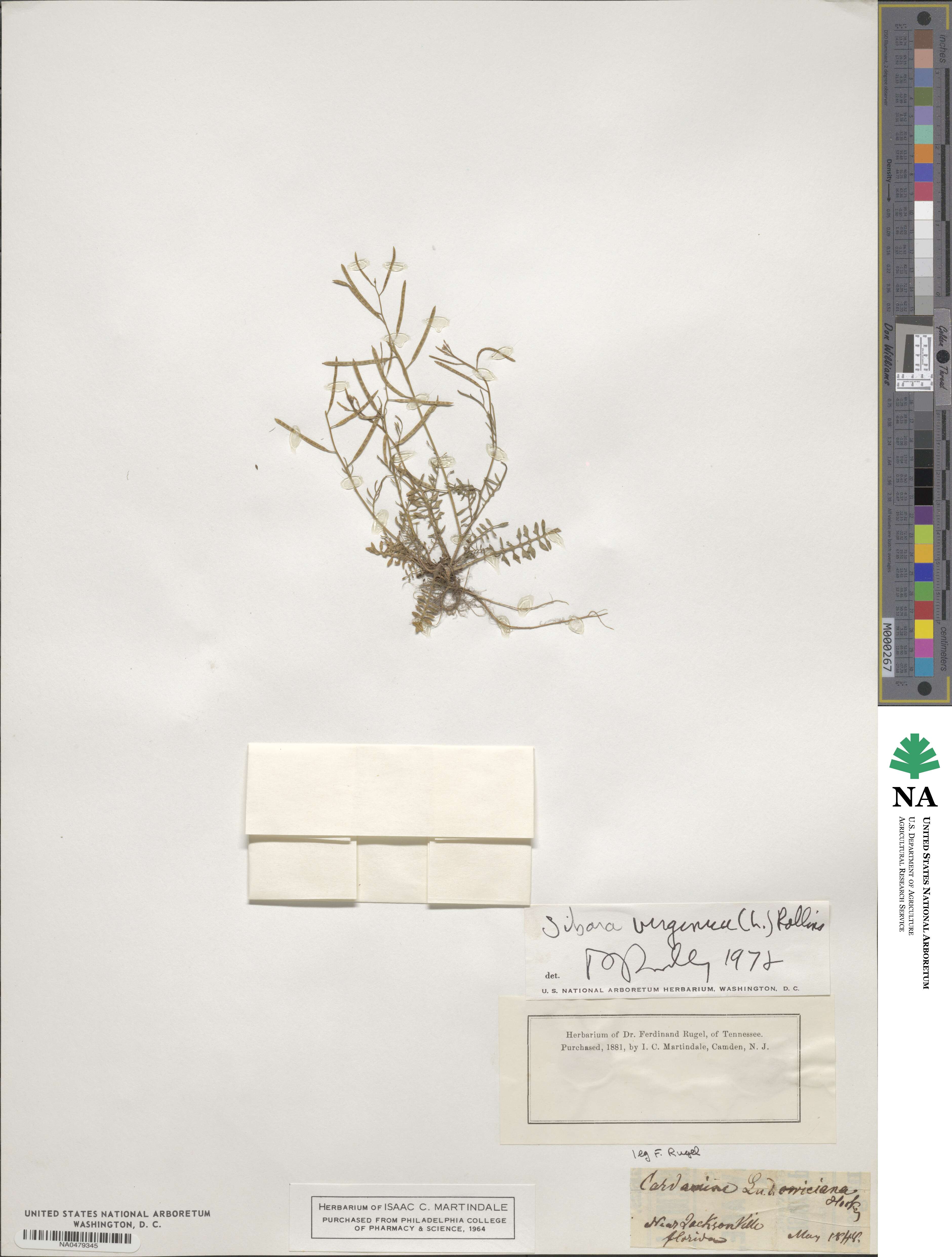 Planodes image