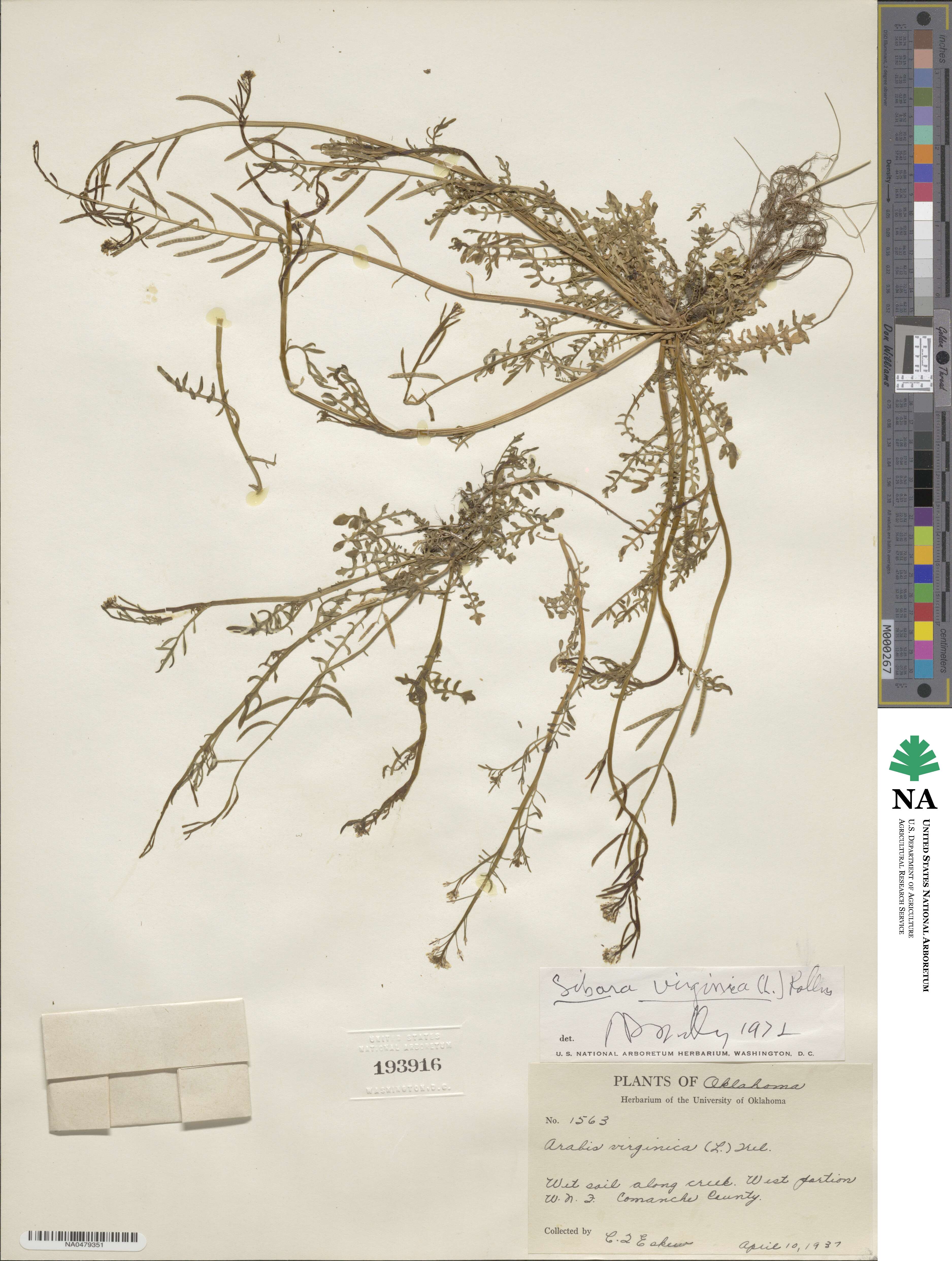 Planodes virginicum image