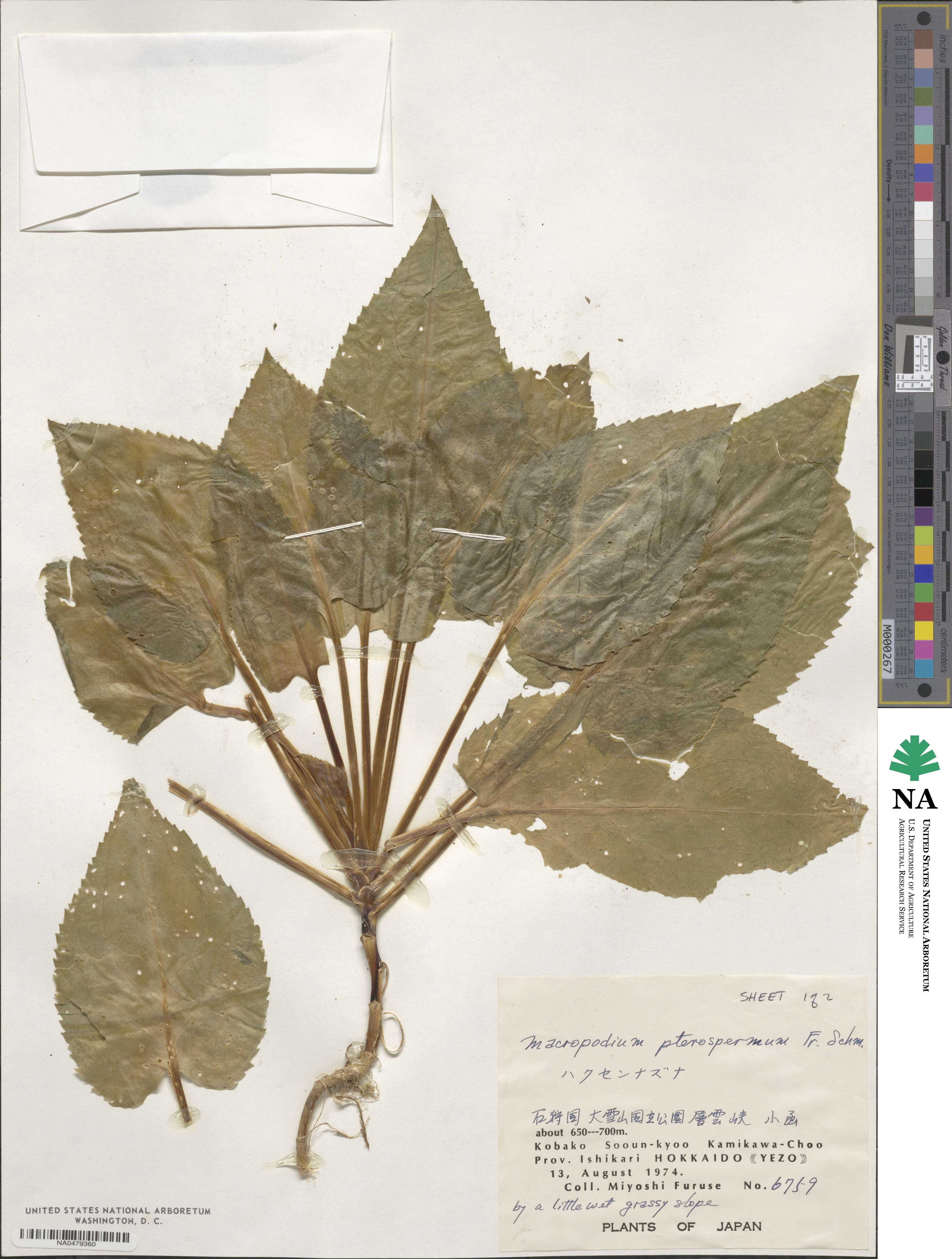 Macropodium pterospermum image