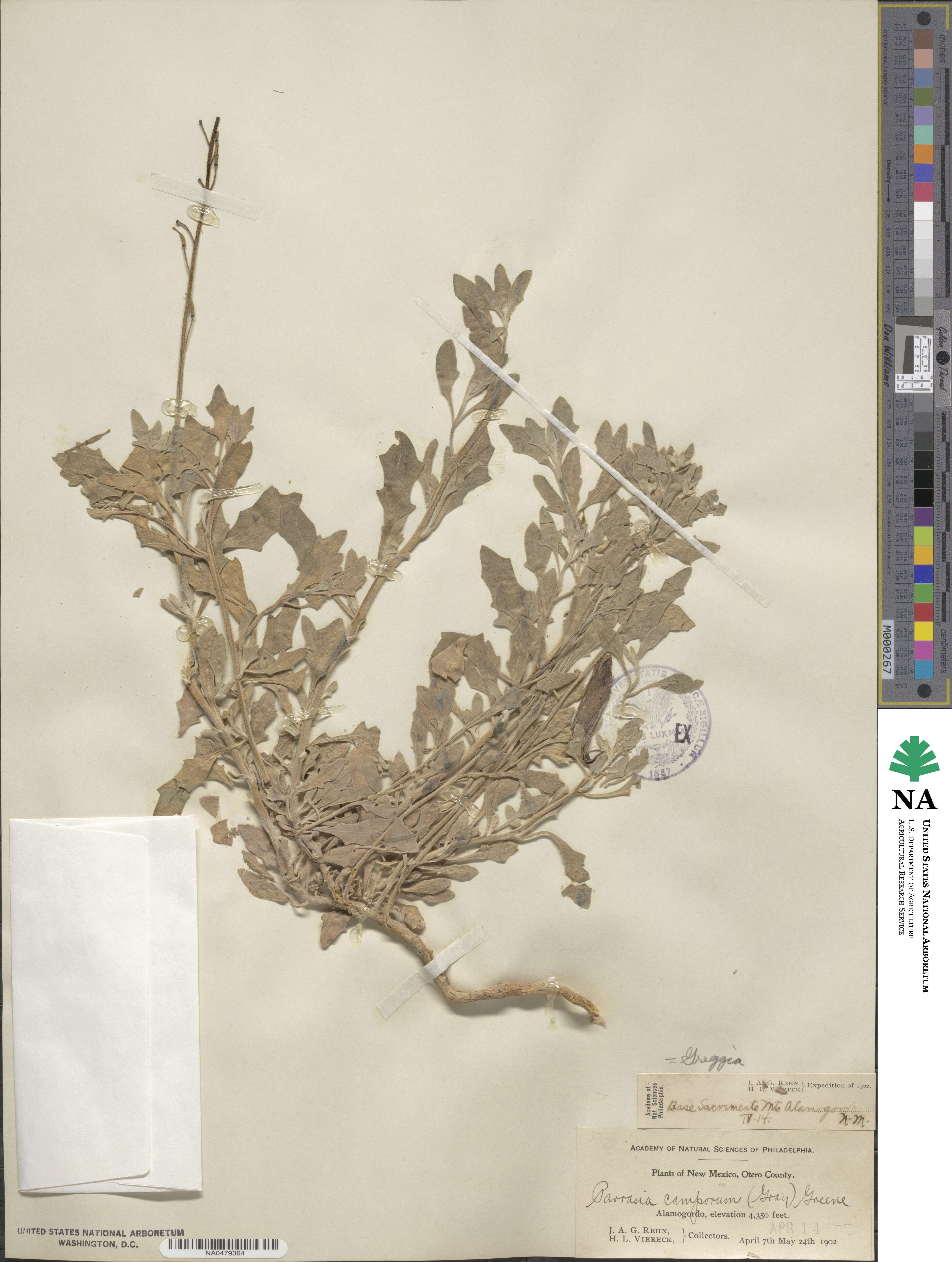 Nerisyrenia camporum image