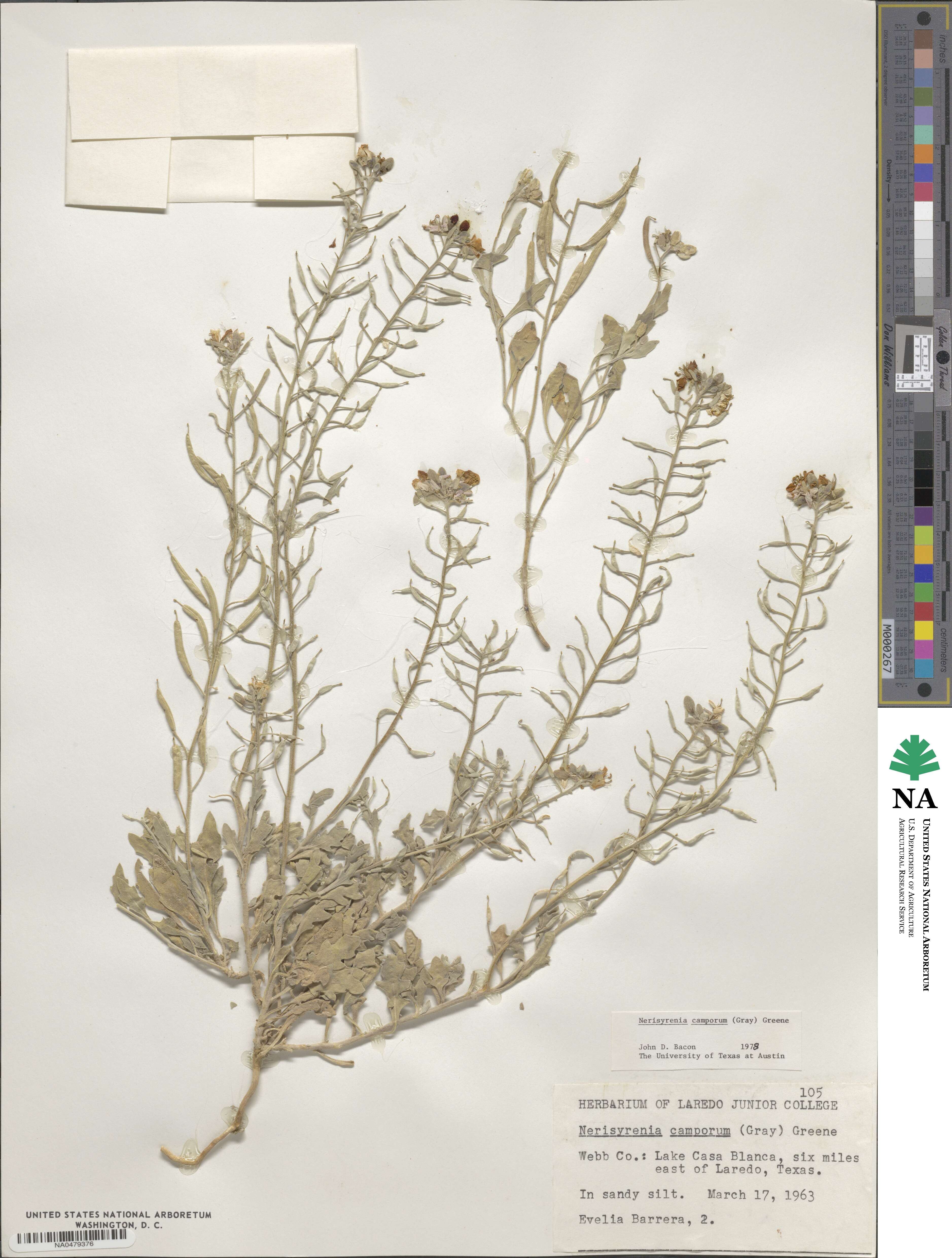 Nerisyrenia camporum image