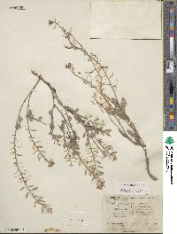 Nerisyrenia camporum image