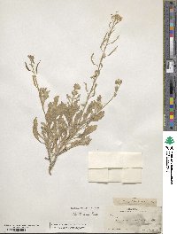 Nerisyrenia camporum image