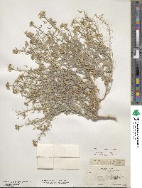 Nerisyrenia camporum image
