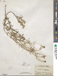 Nerisyrenia camporum image