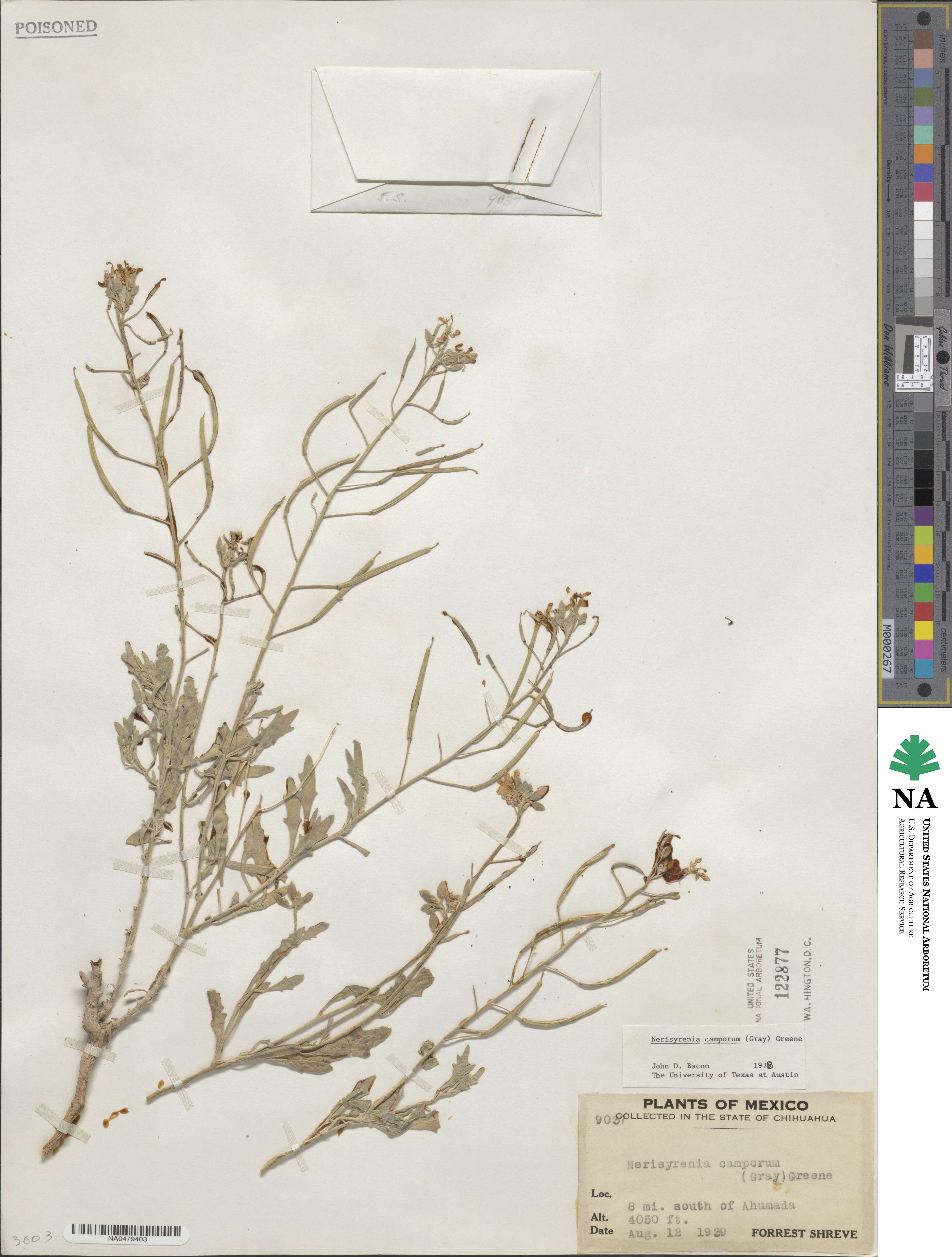 Nerisyrenia camporum image