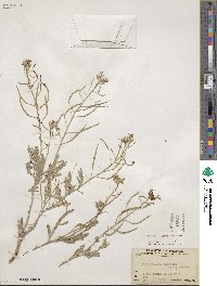 Nerisyrenia camporum image