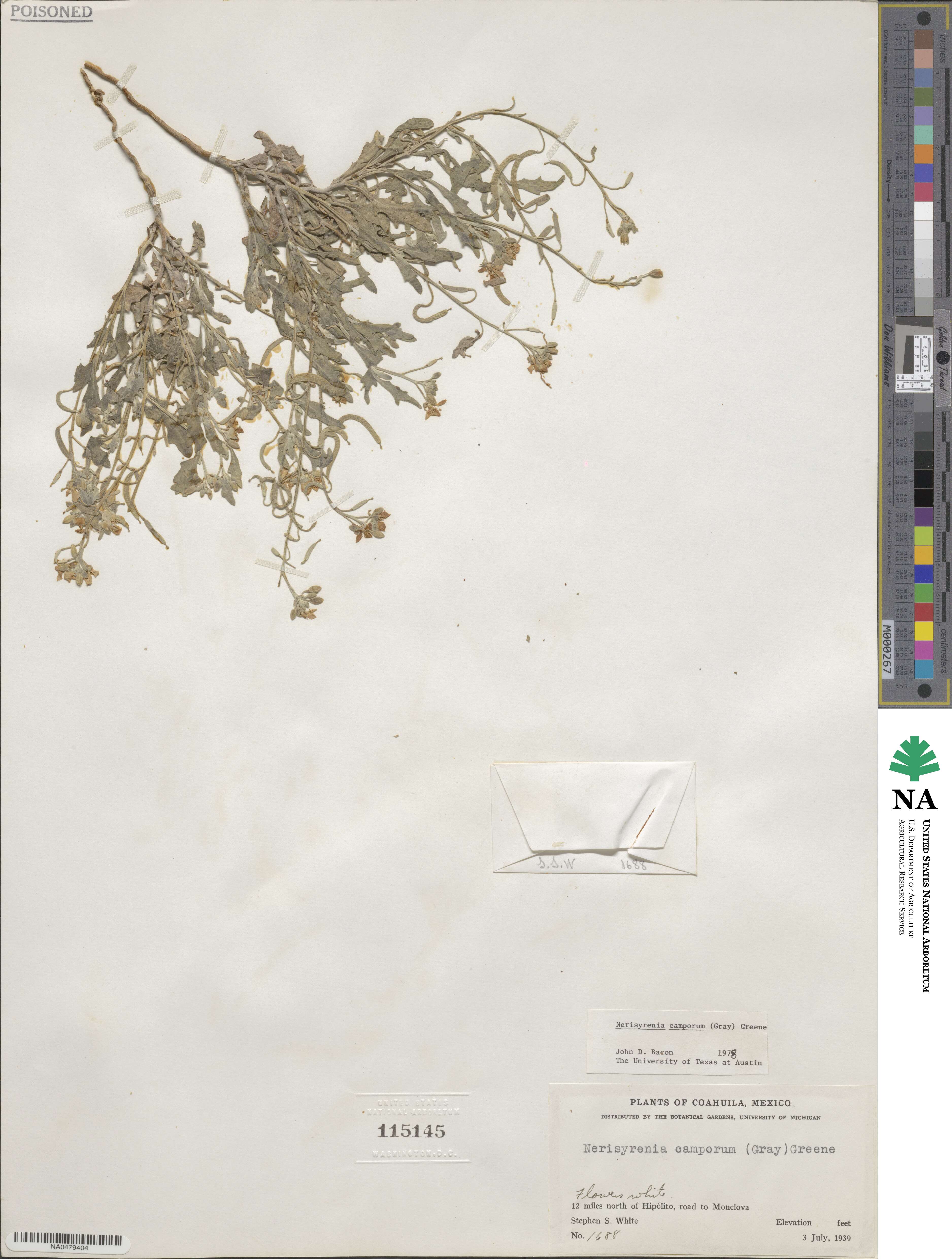 Nerisyrenia camporum image