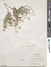 Nerisyrenia camporum image