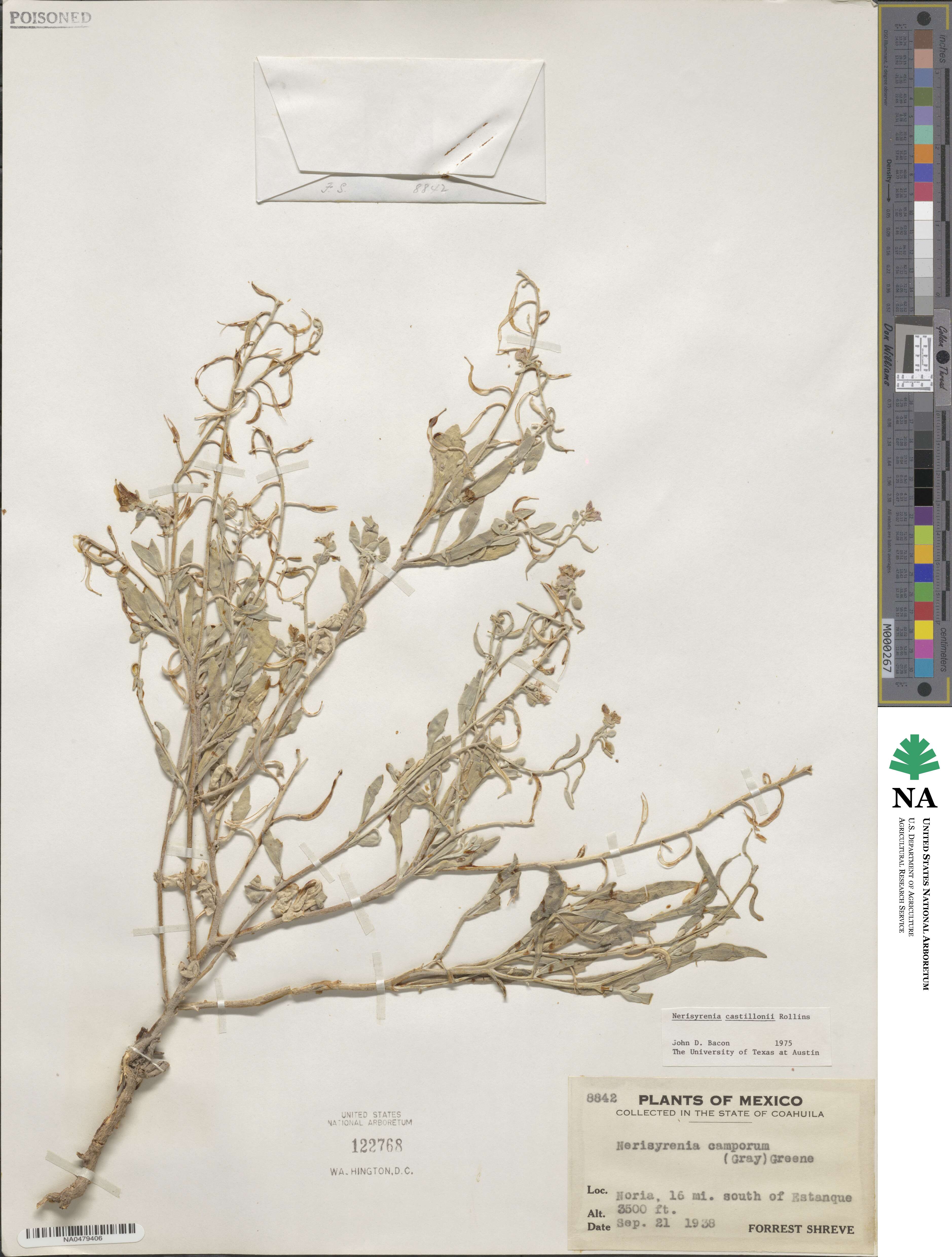 Nerisyrenia castillonii image