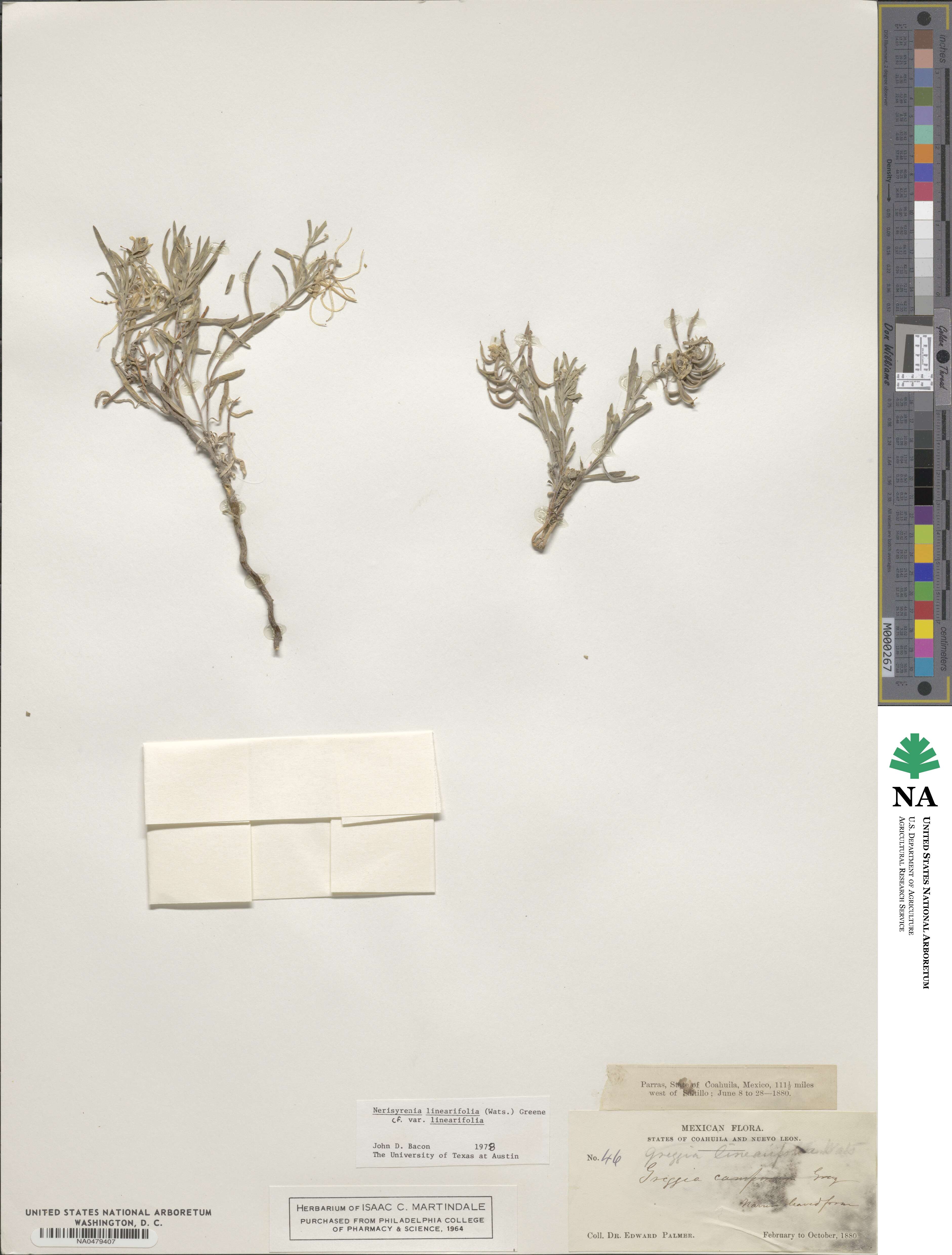 Nerisyrenia linearifolia var. linearifolia image