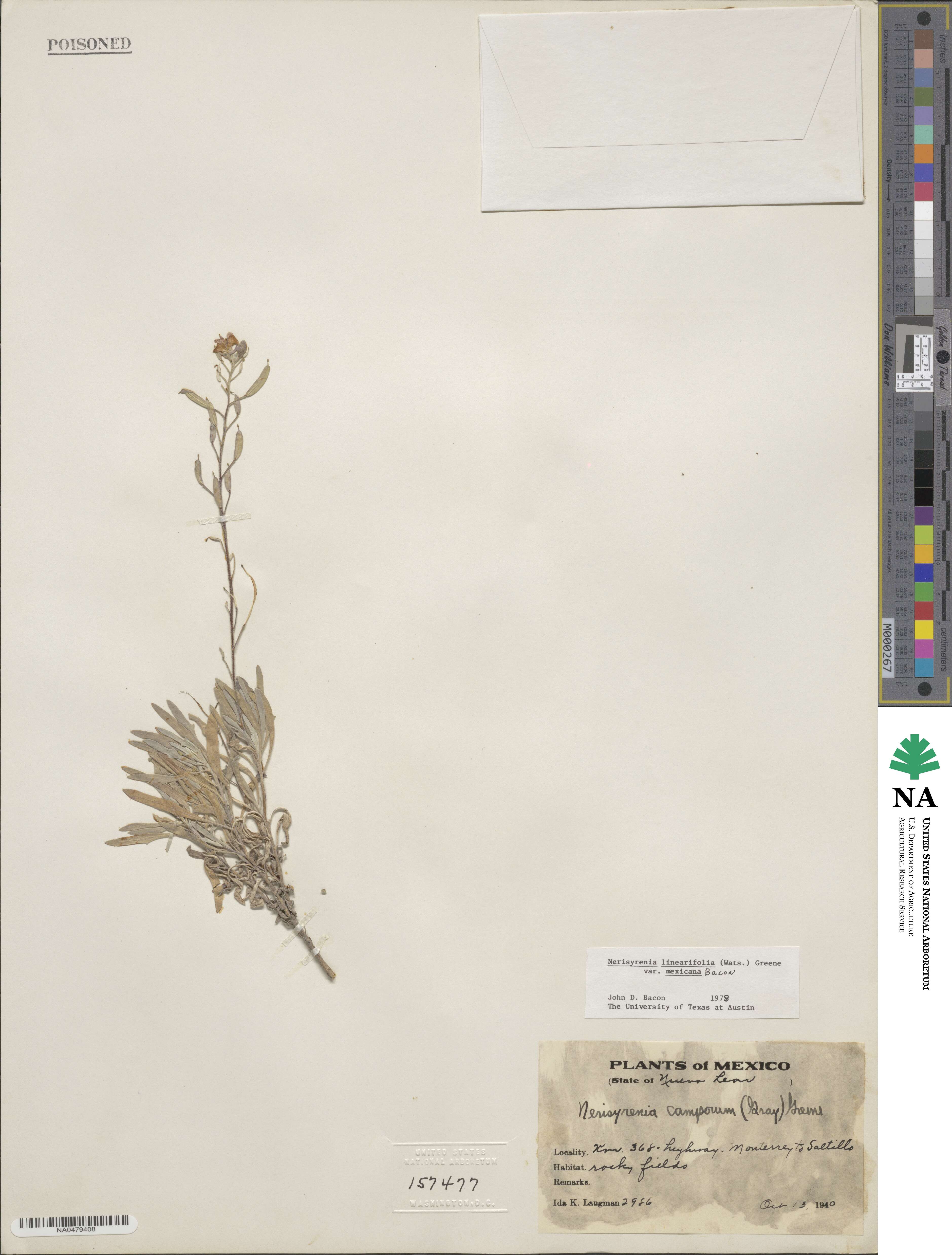 Nerisyrenia linearifolia image