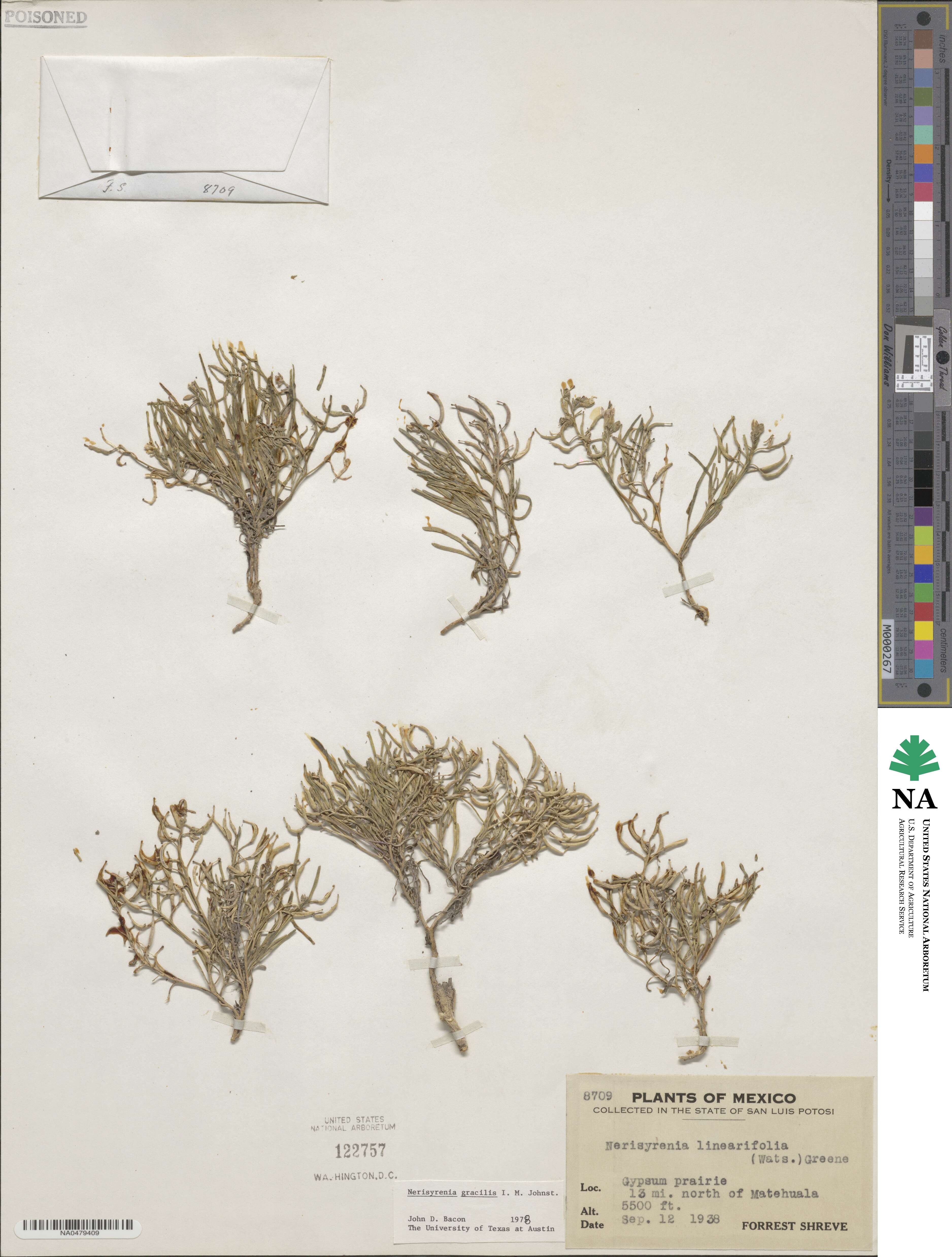 Nerisyrenia gracilis image