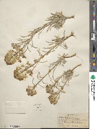 Erysimum asperum image